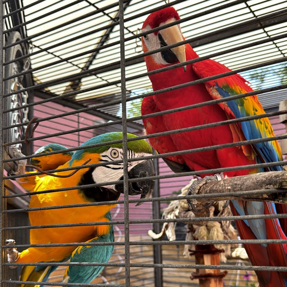 💙💛Calypso & Odin 💛♥️