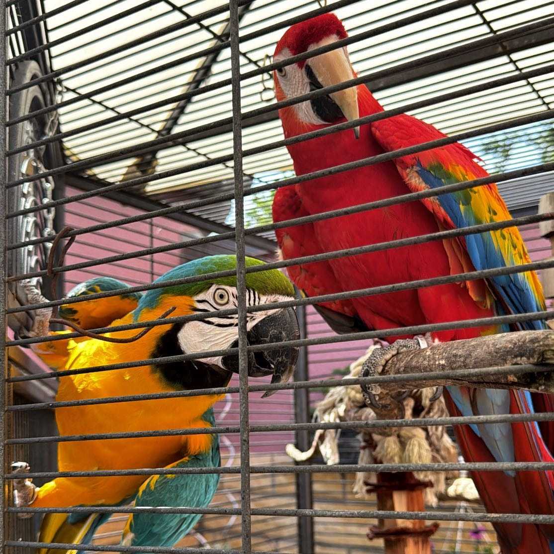 💙💛Calypso & Odin 💛♥️