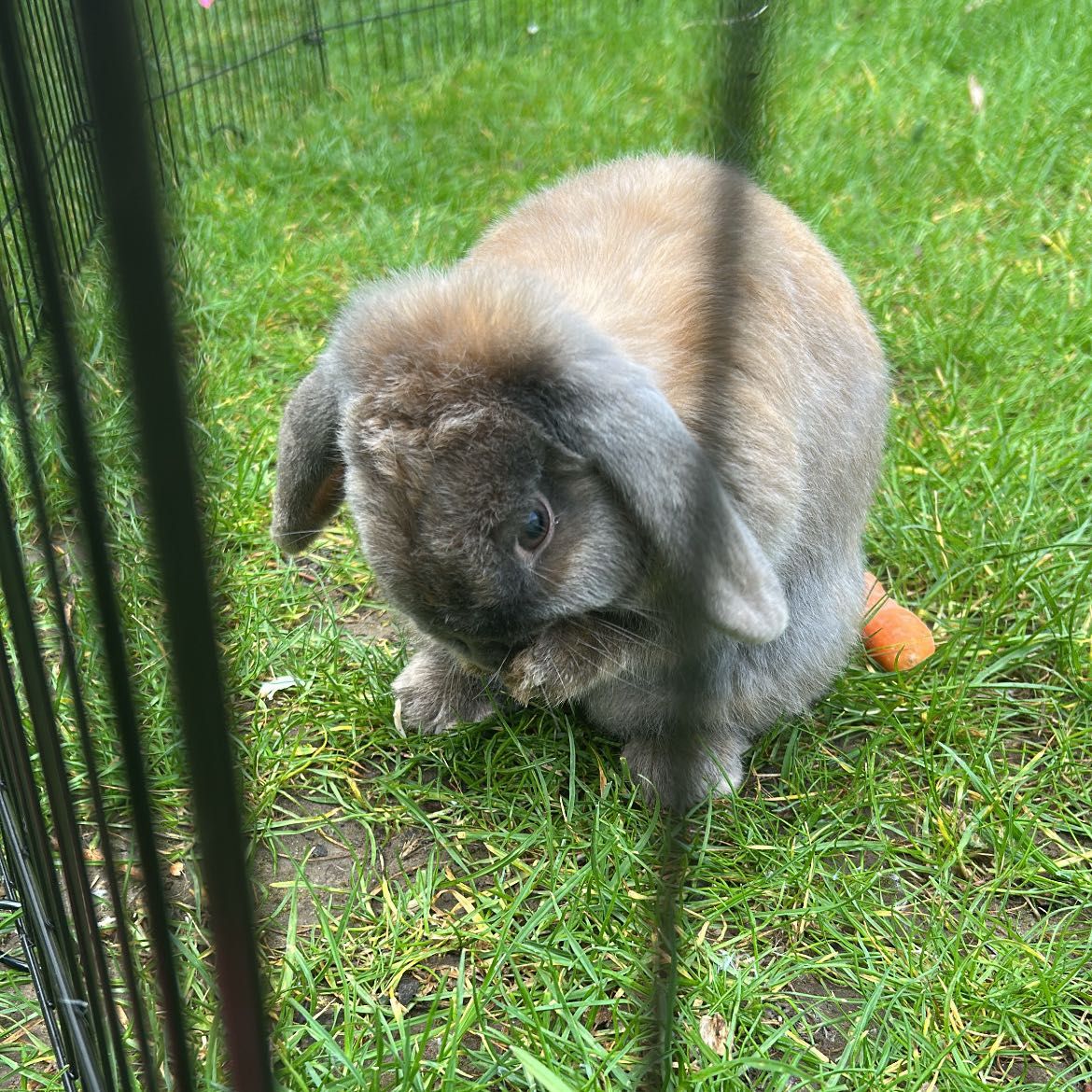 Bailey