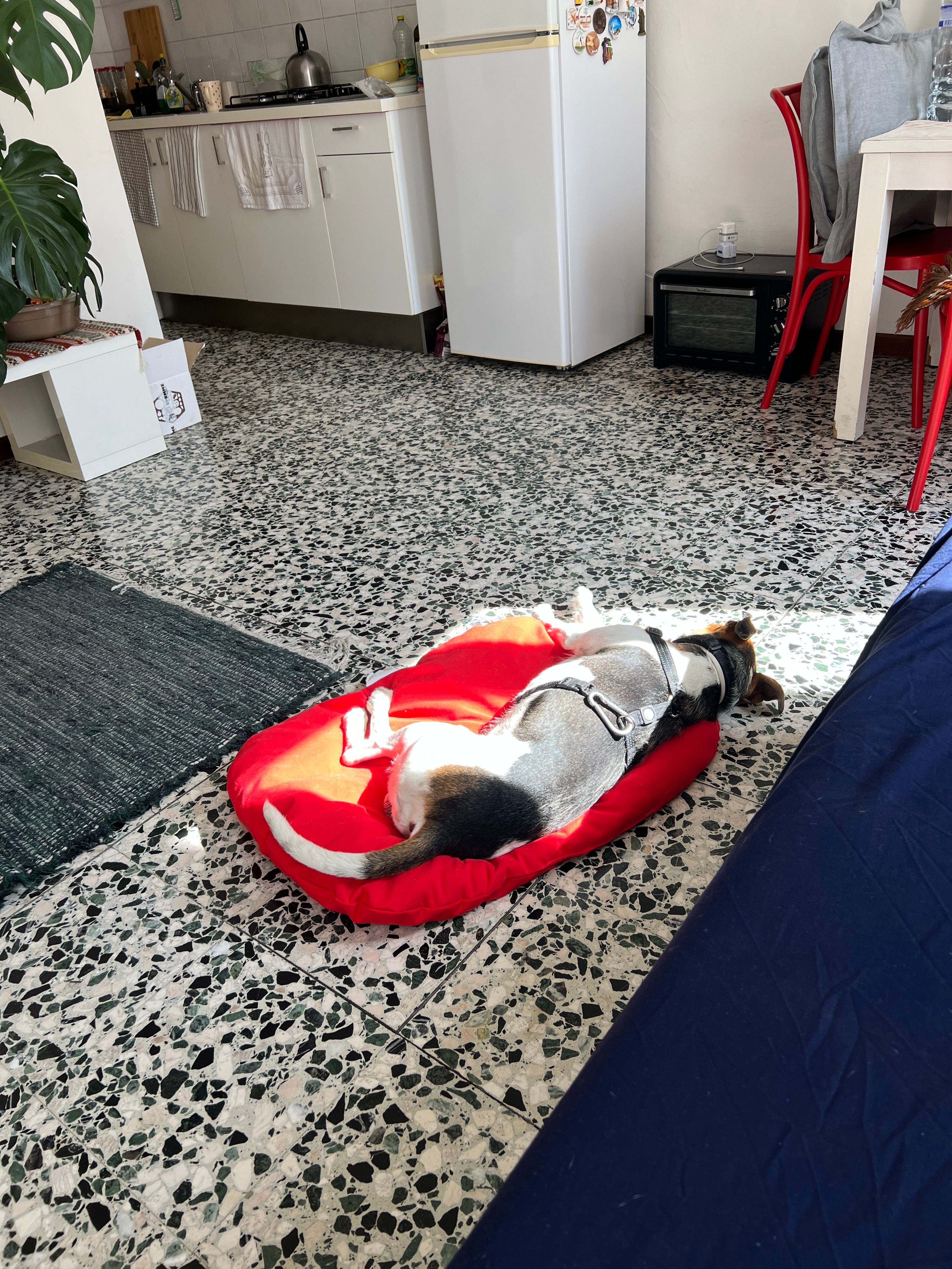 image-7