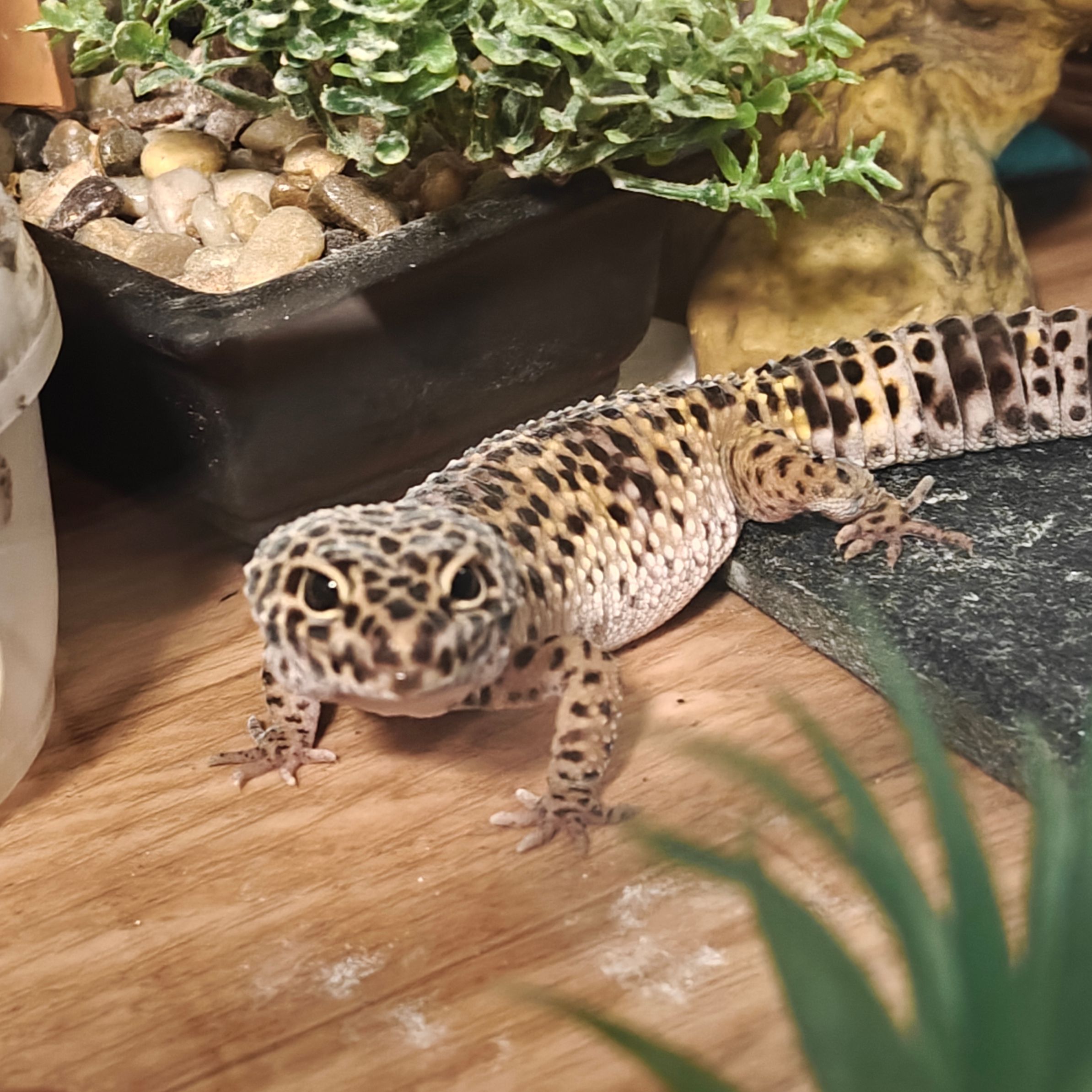 Dina