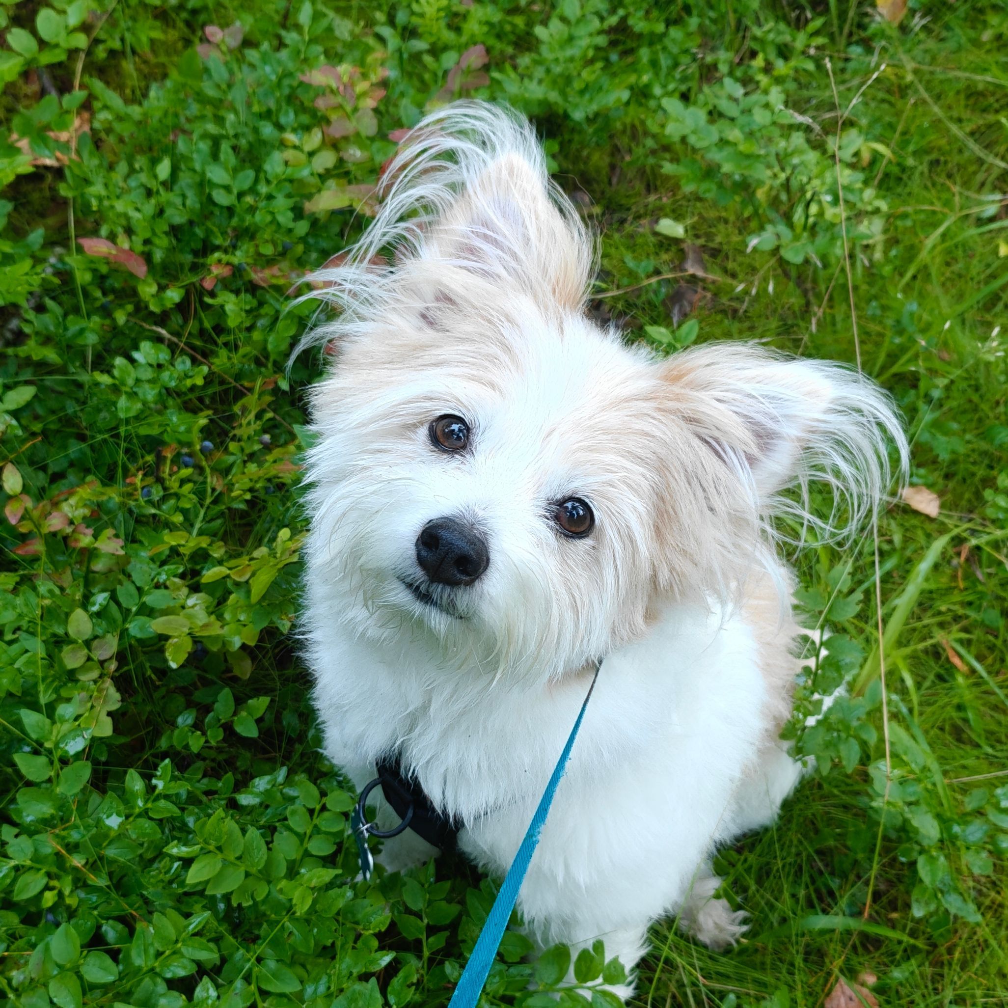 Luca