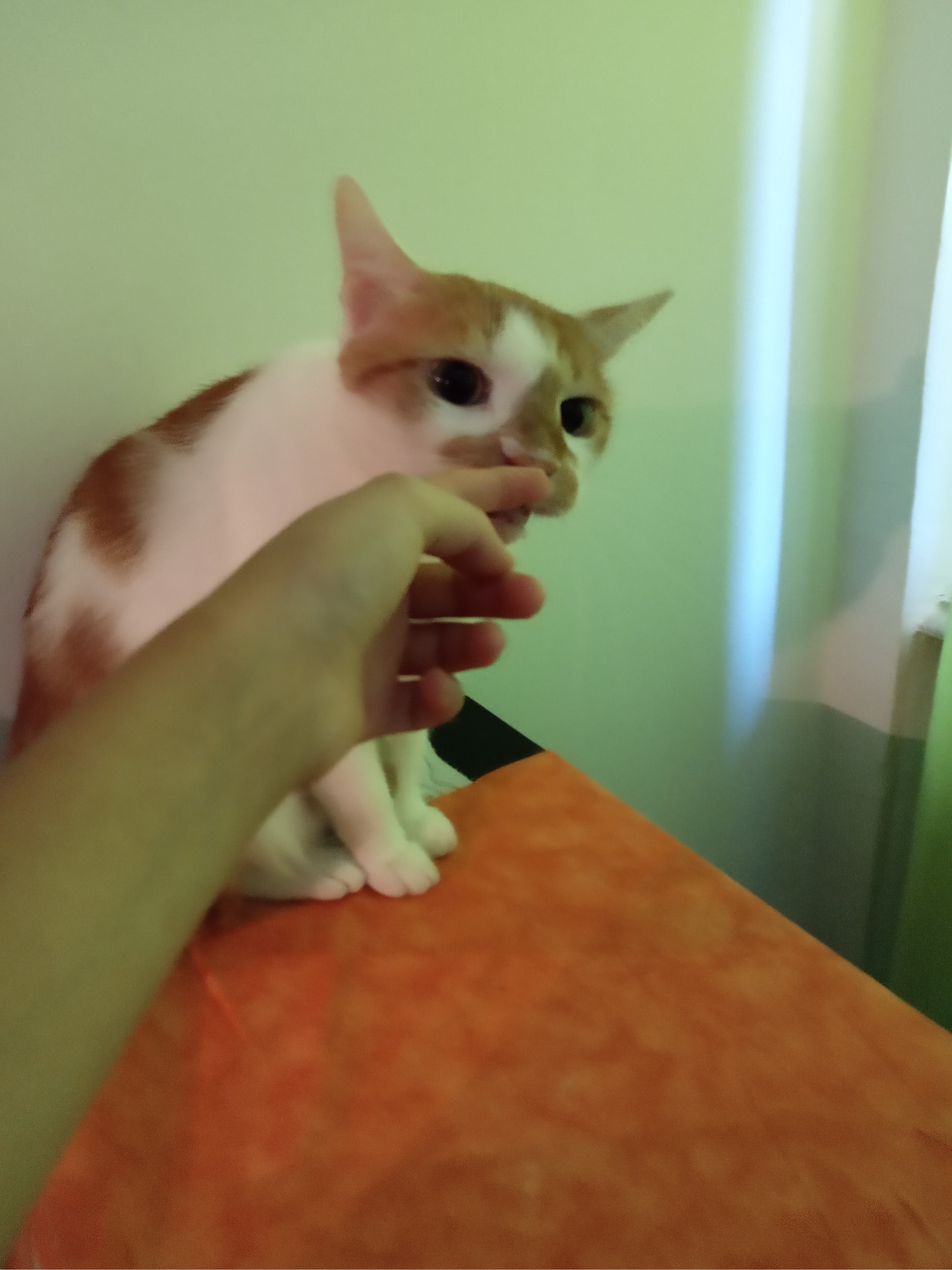 image-7