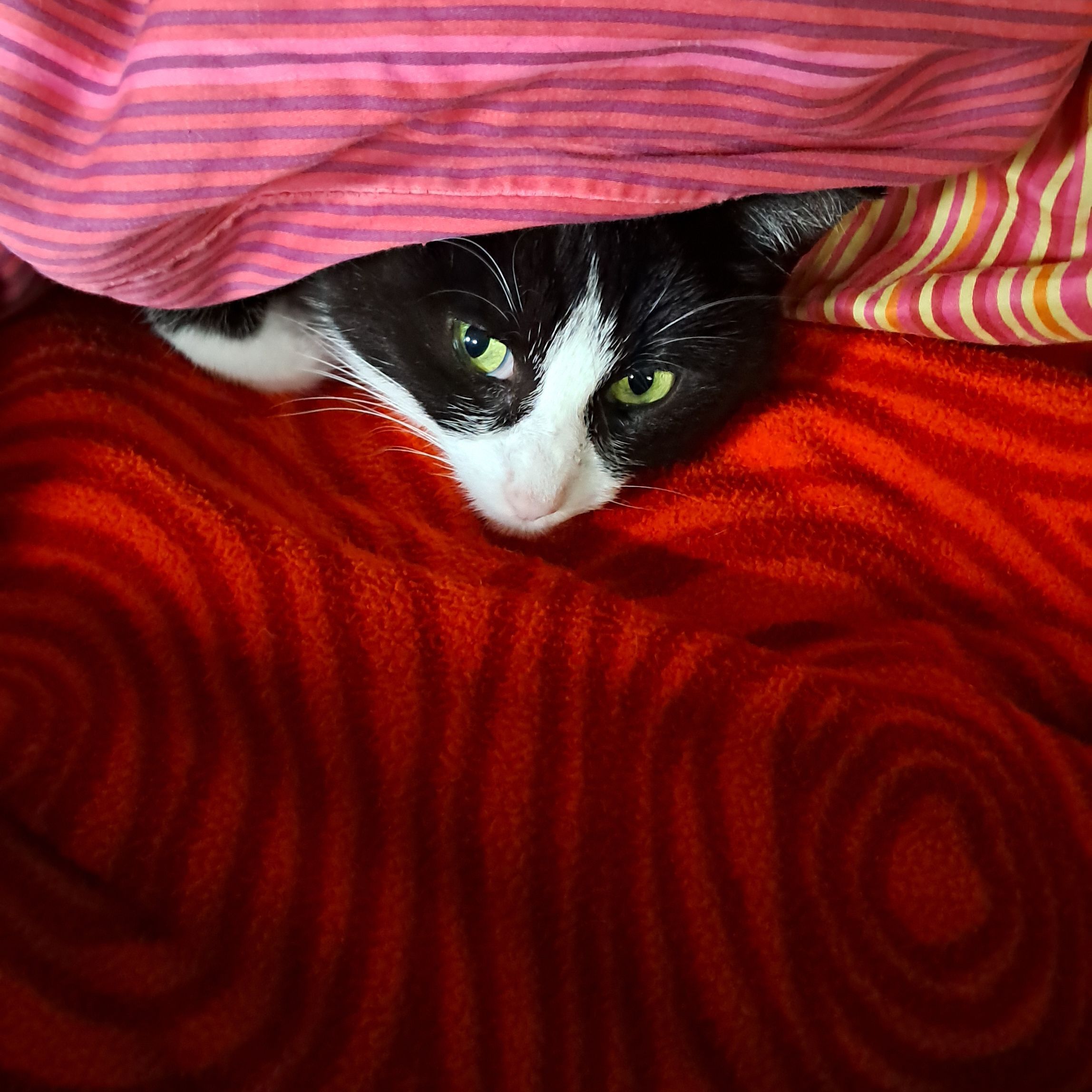 Indi
