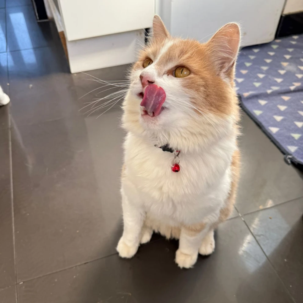 Gus