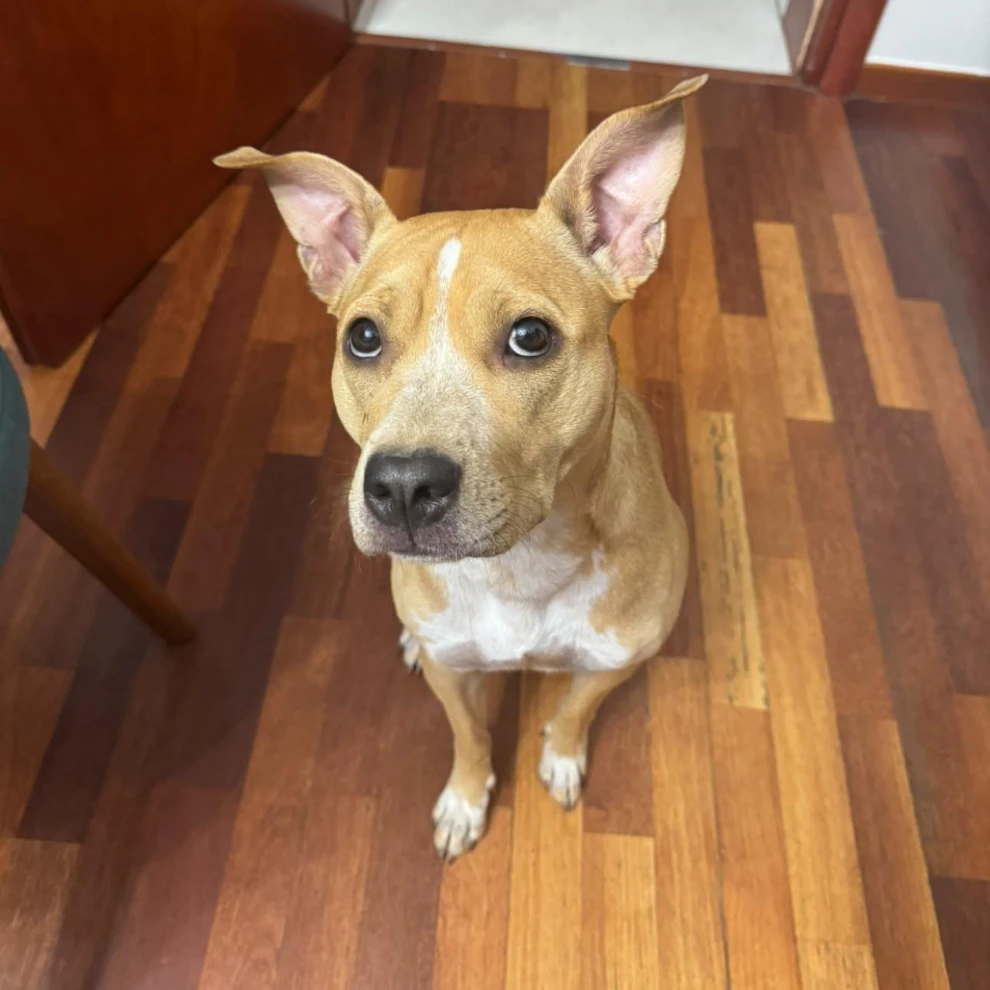 Nala