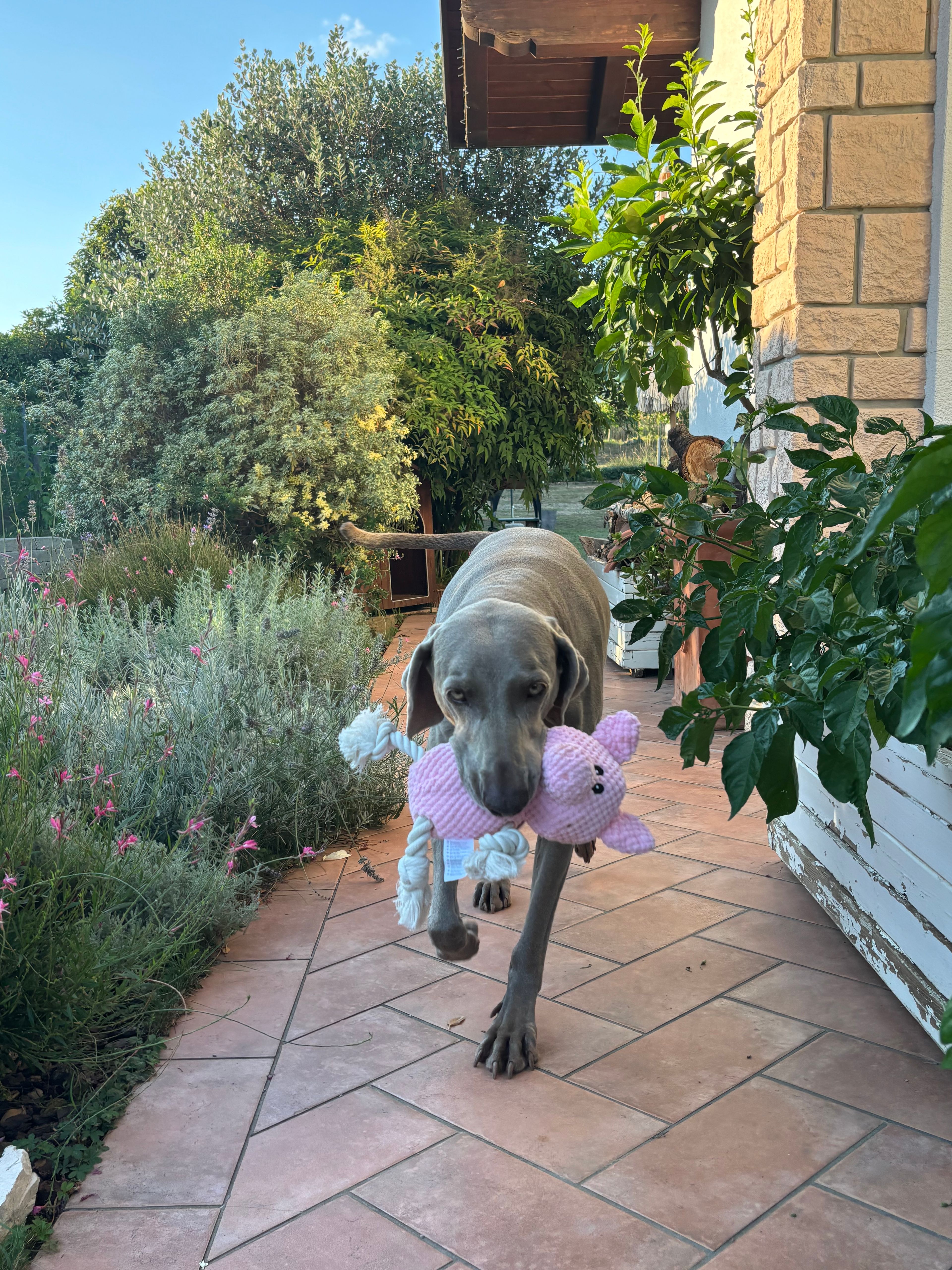 image-8