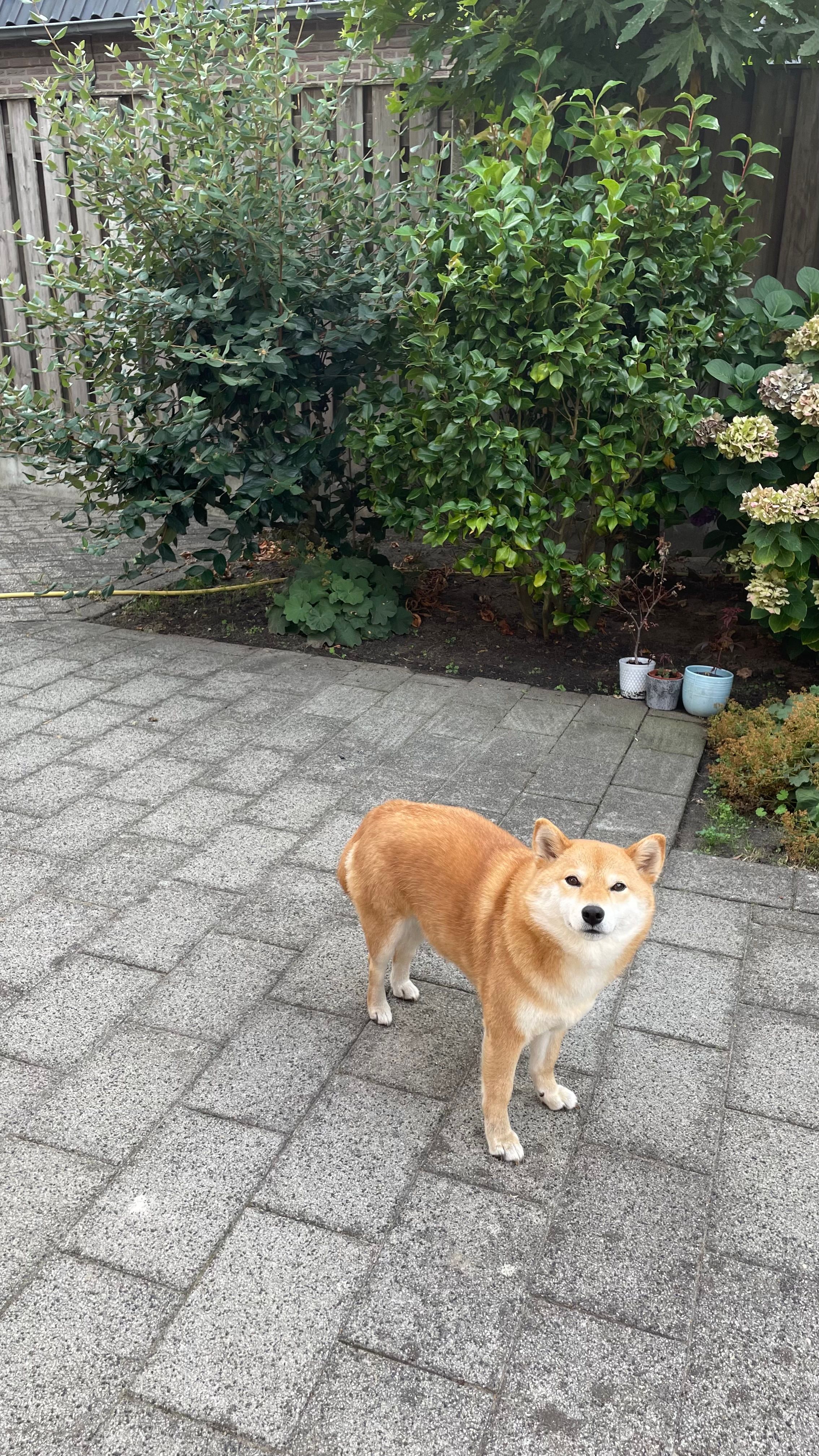 image-11