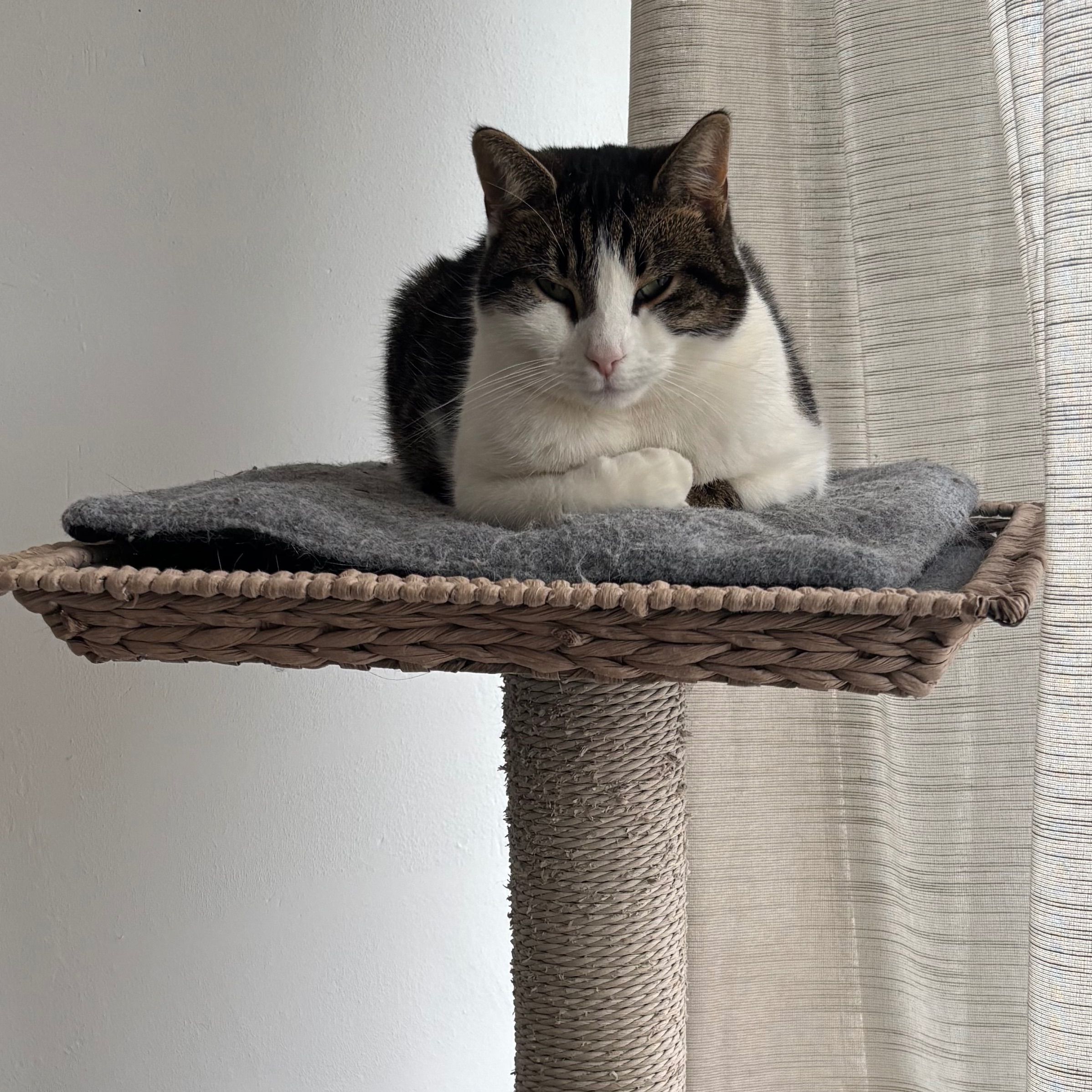 Leia