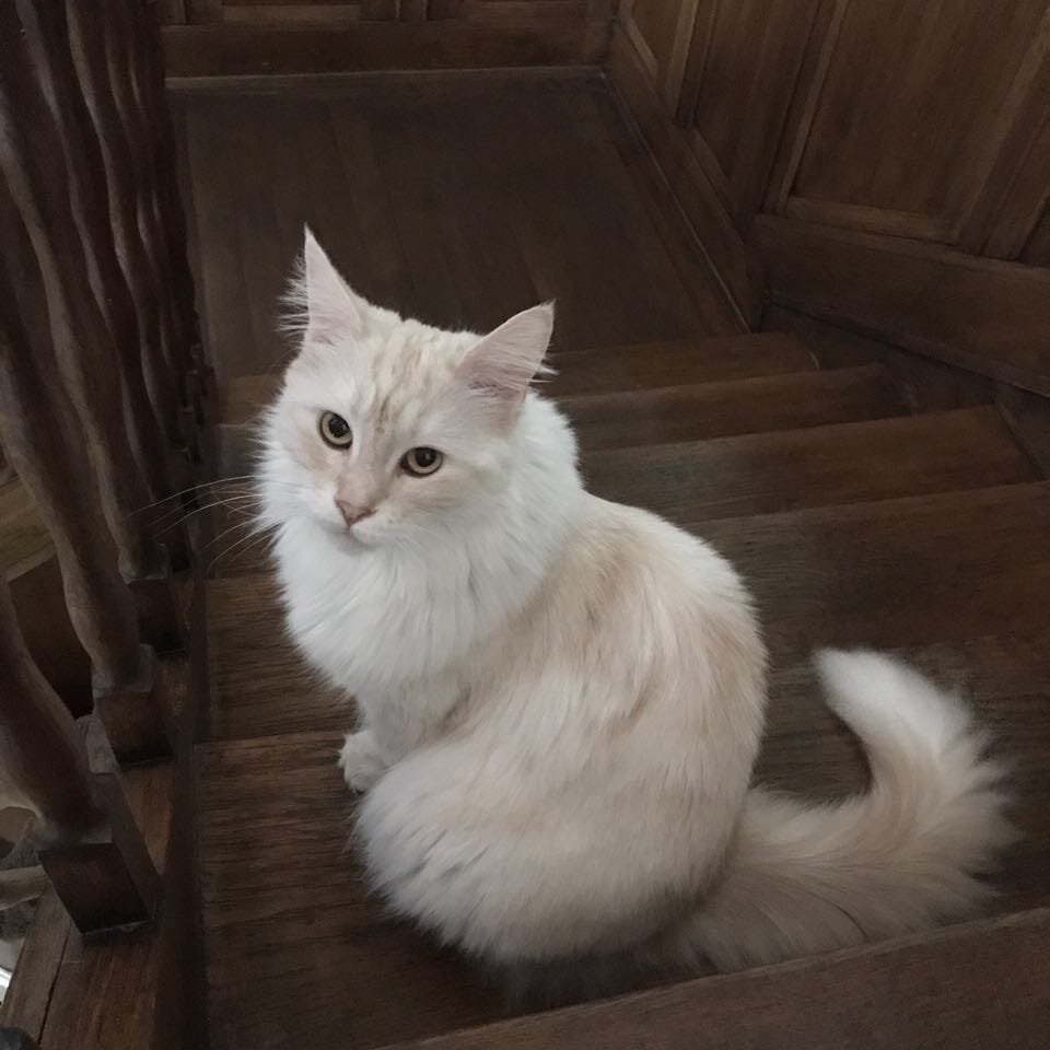 Maunz