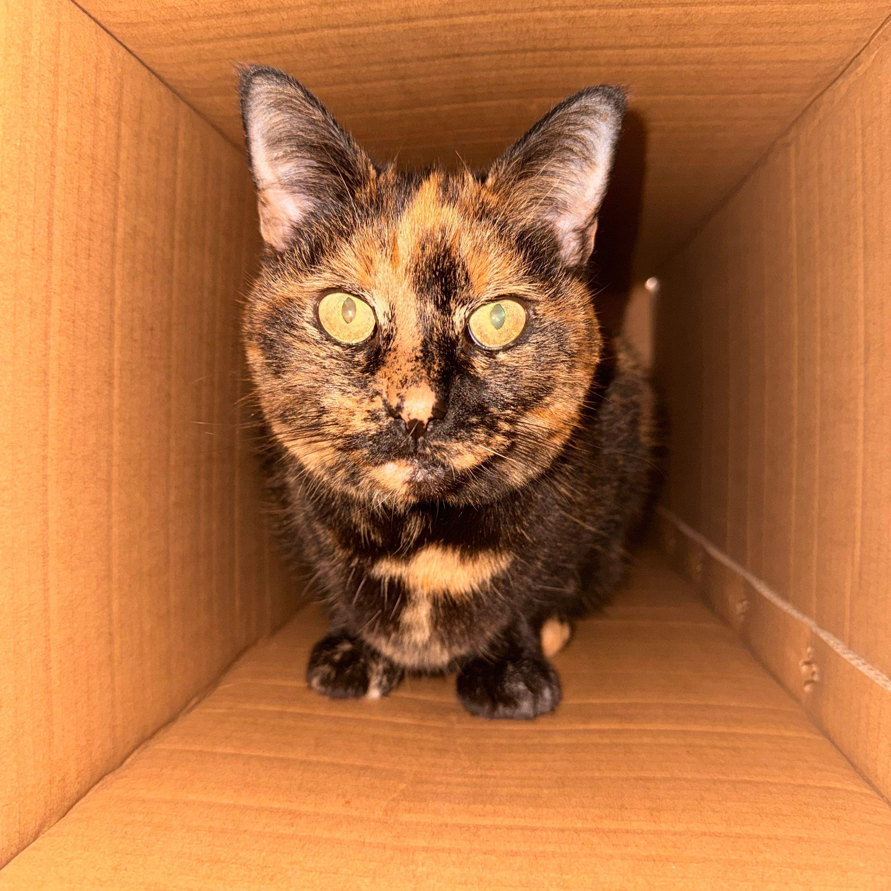 Coco