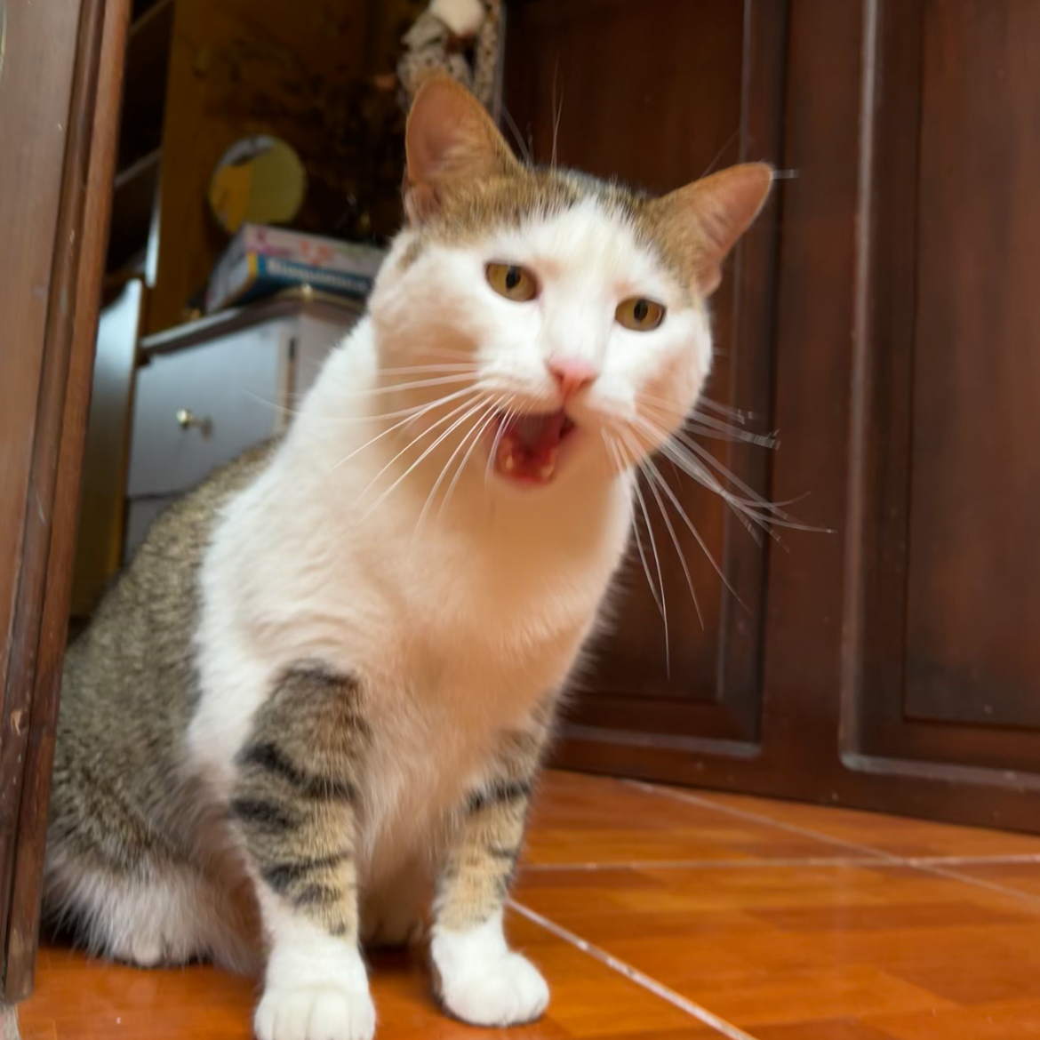 Pimienta