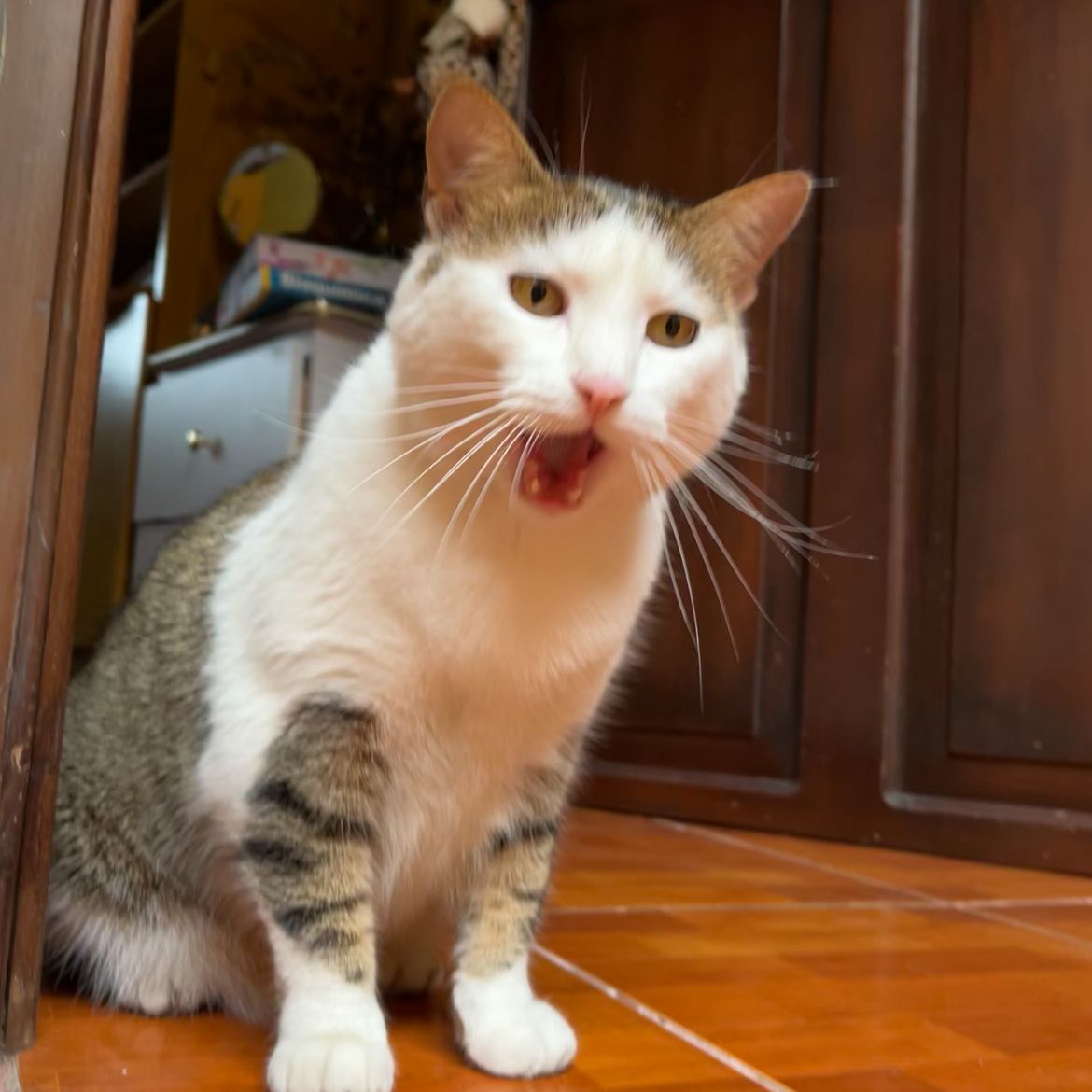 Pimienta