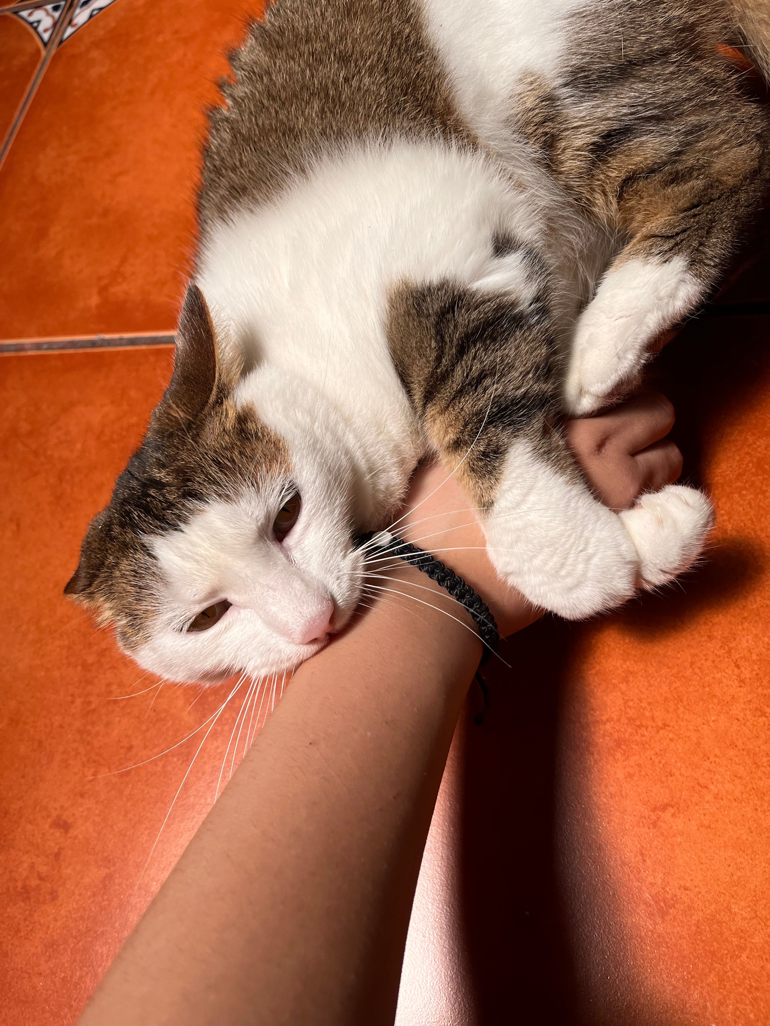 image-8