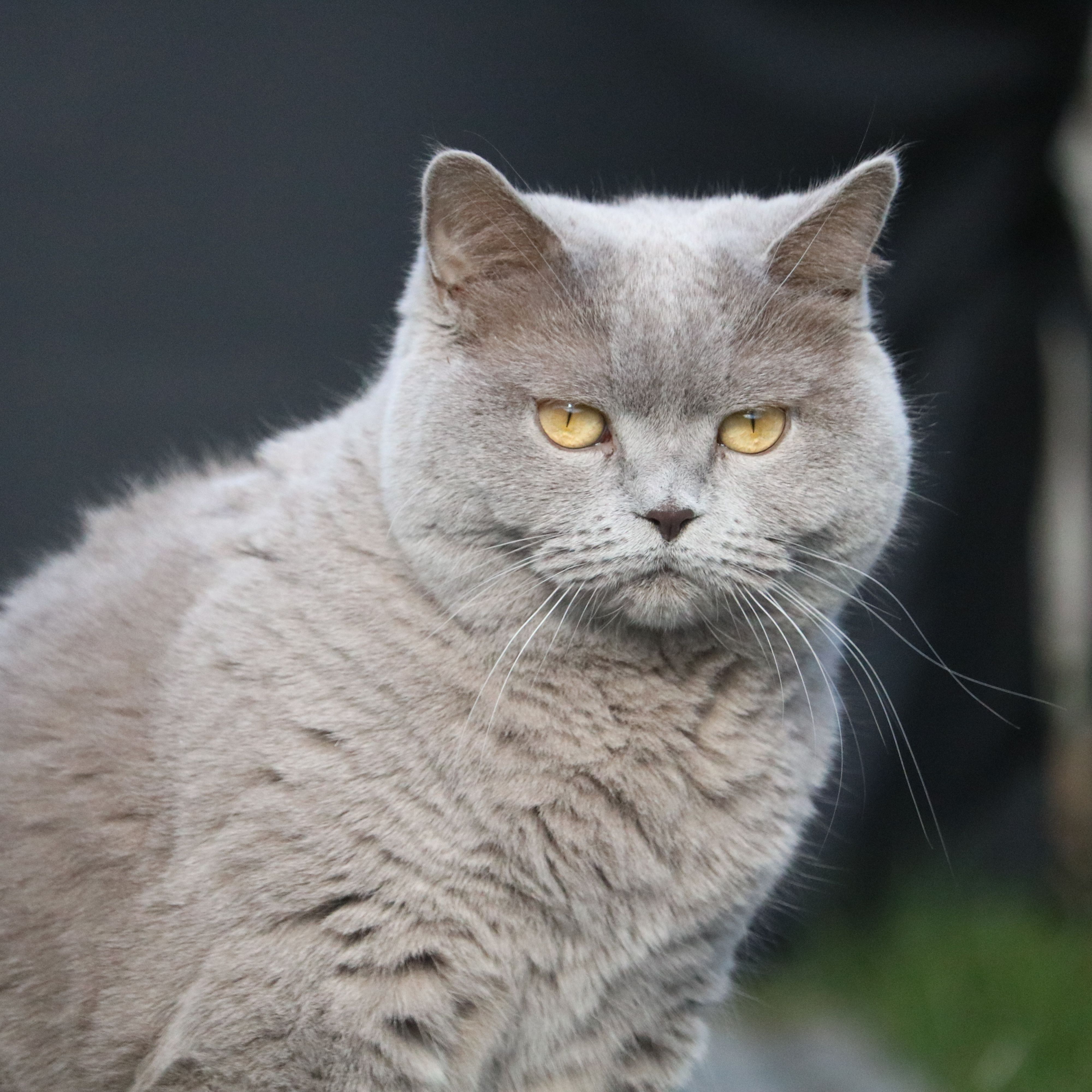 Uschi