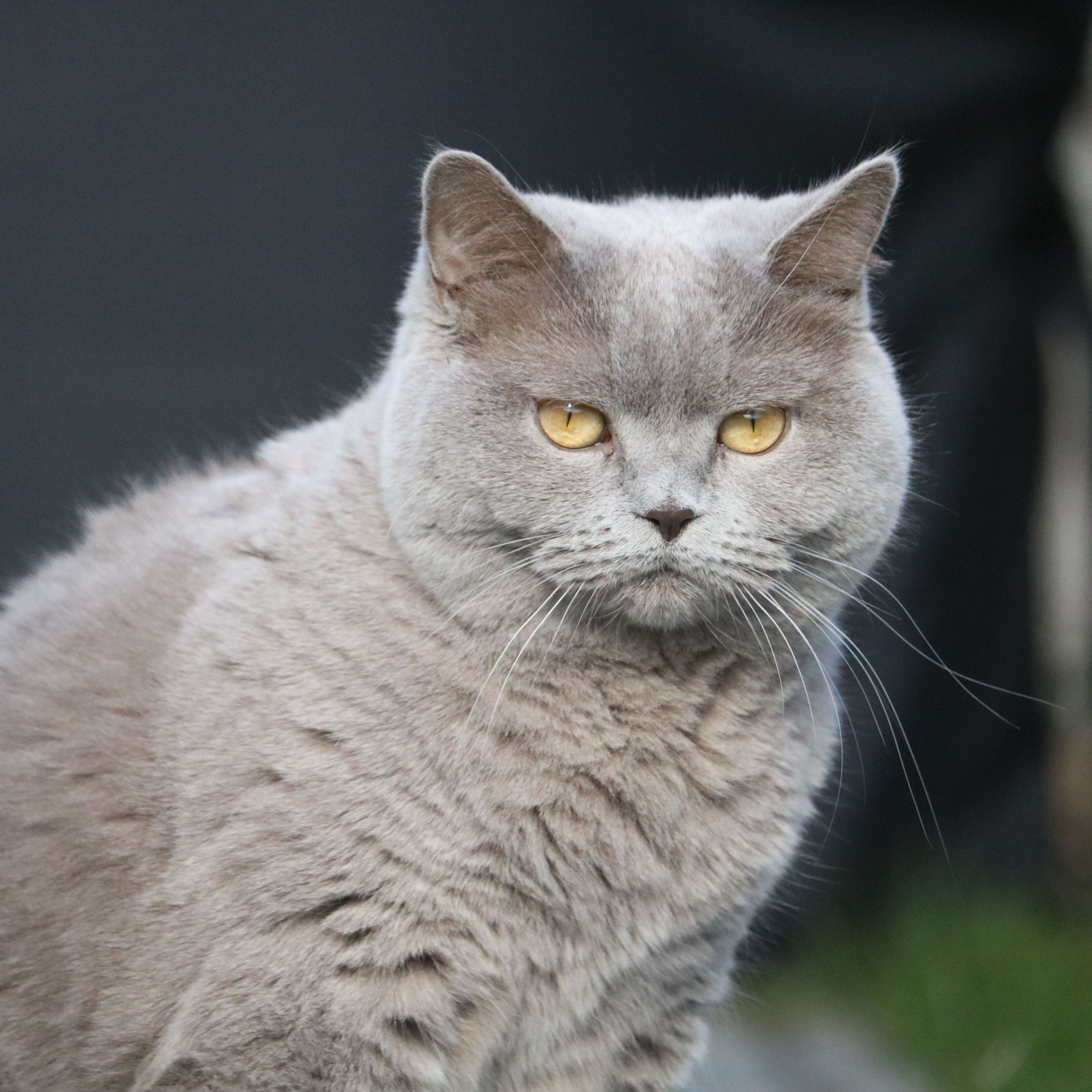 Uschi