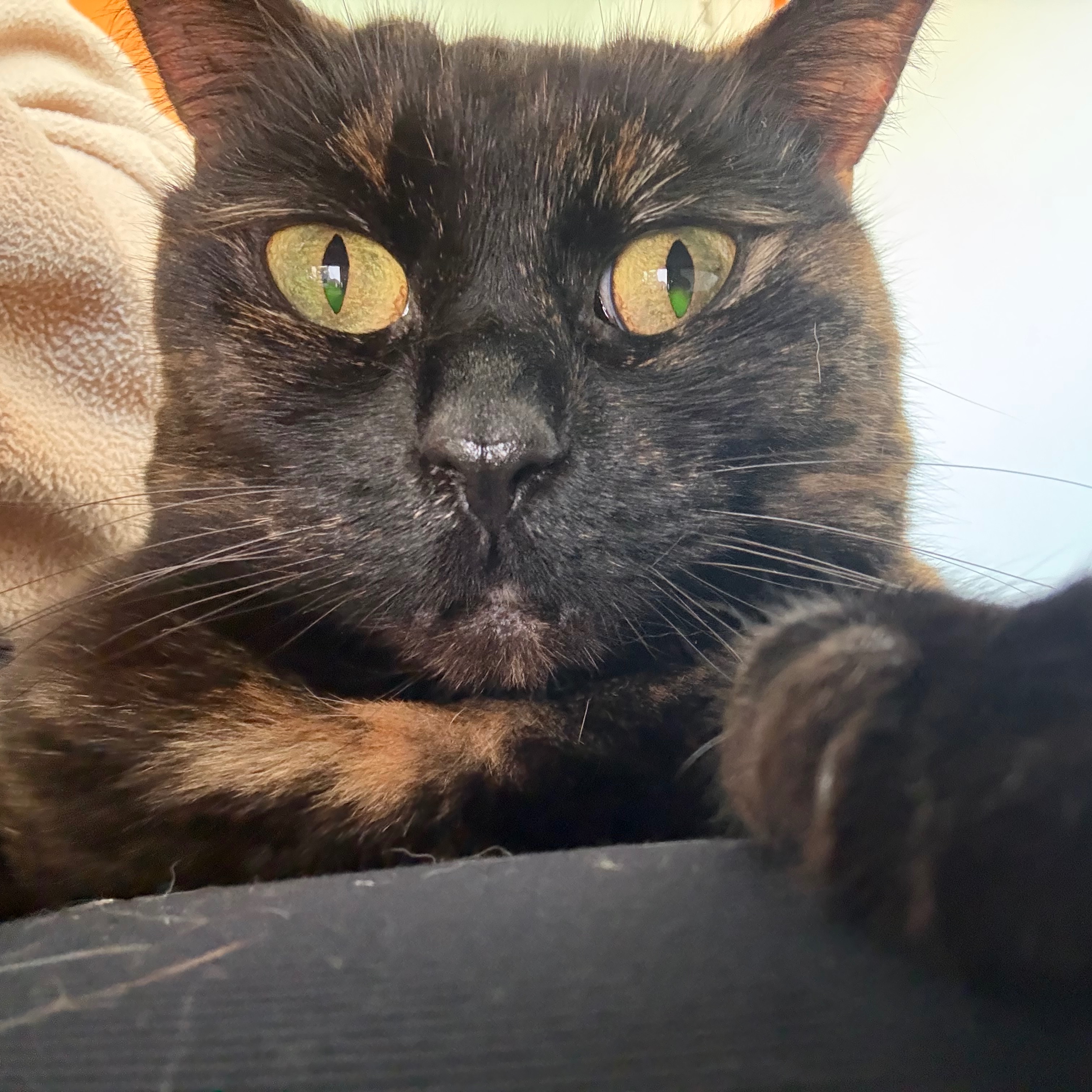 Toffee