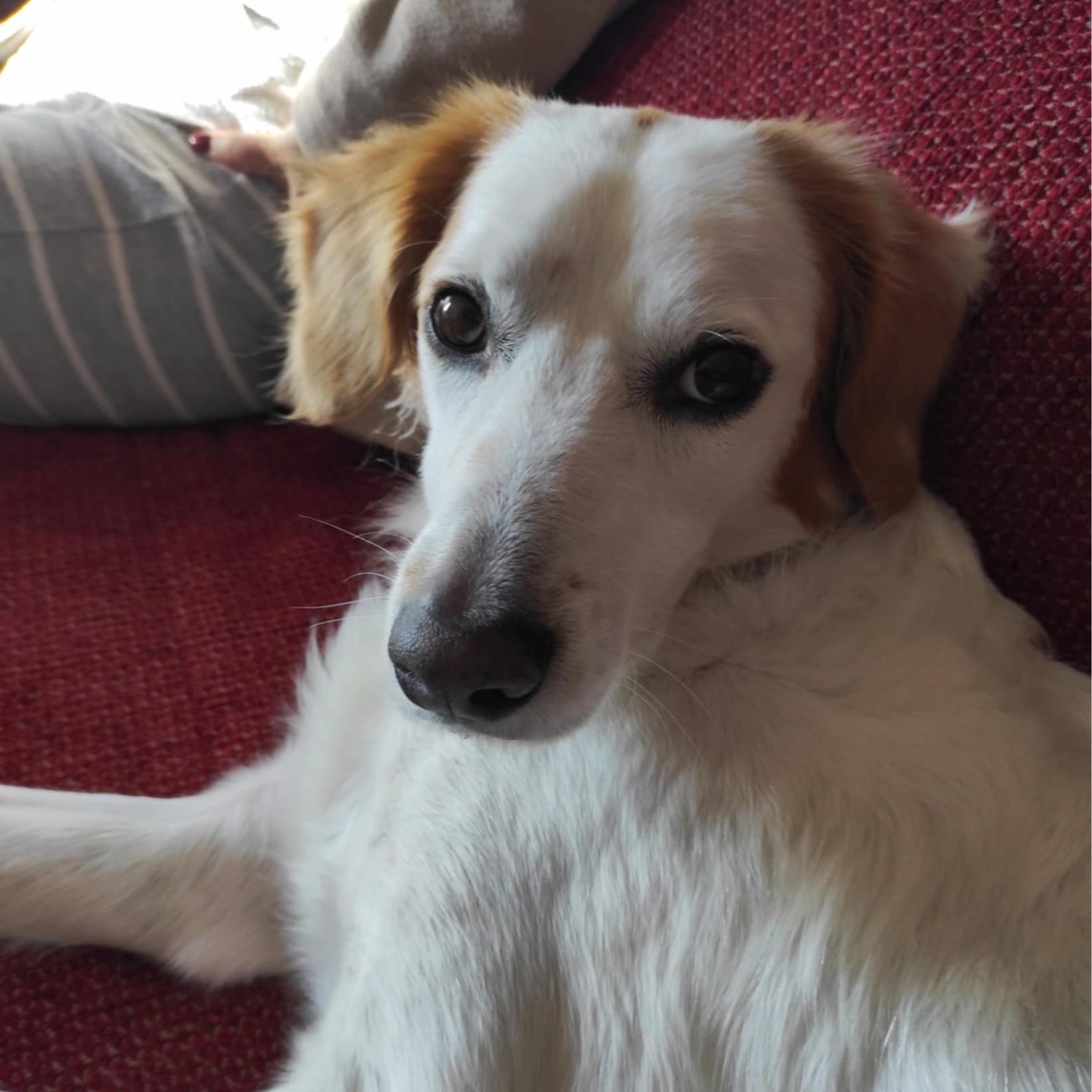 Milou
