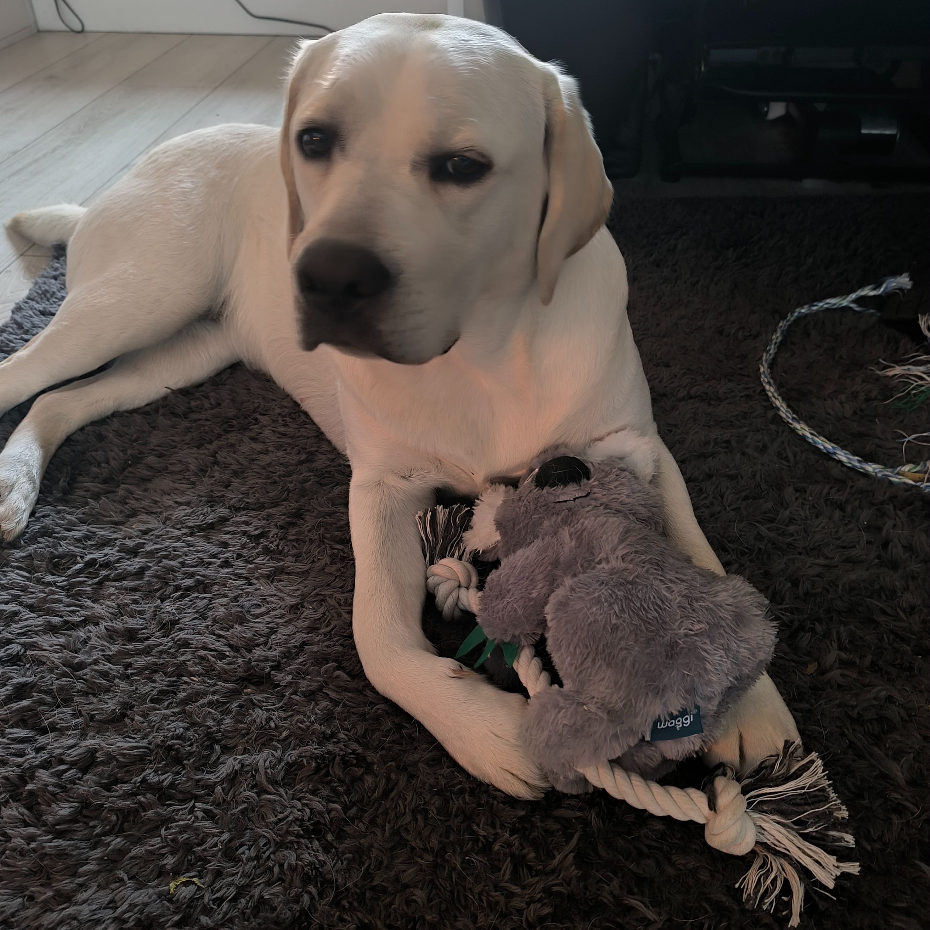 Bonnie