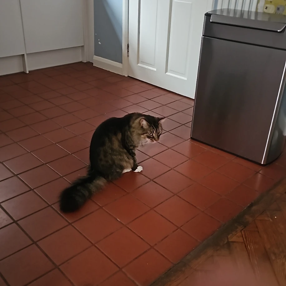 kikki