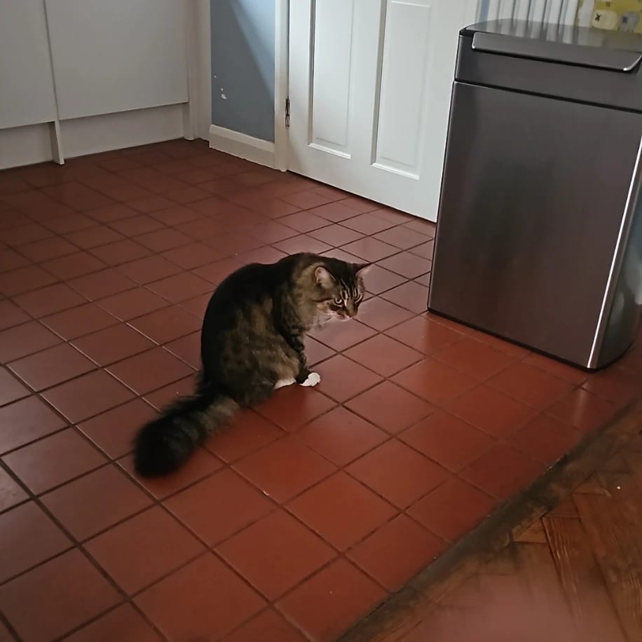 kikki