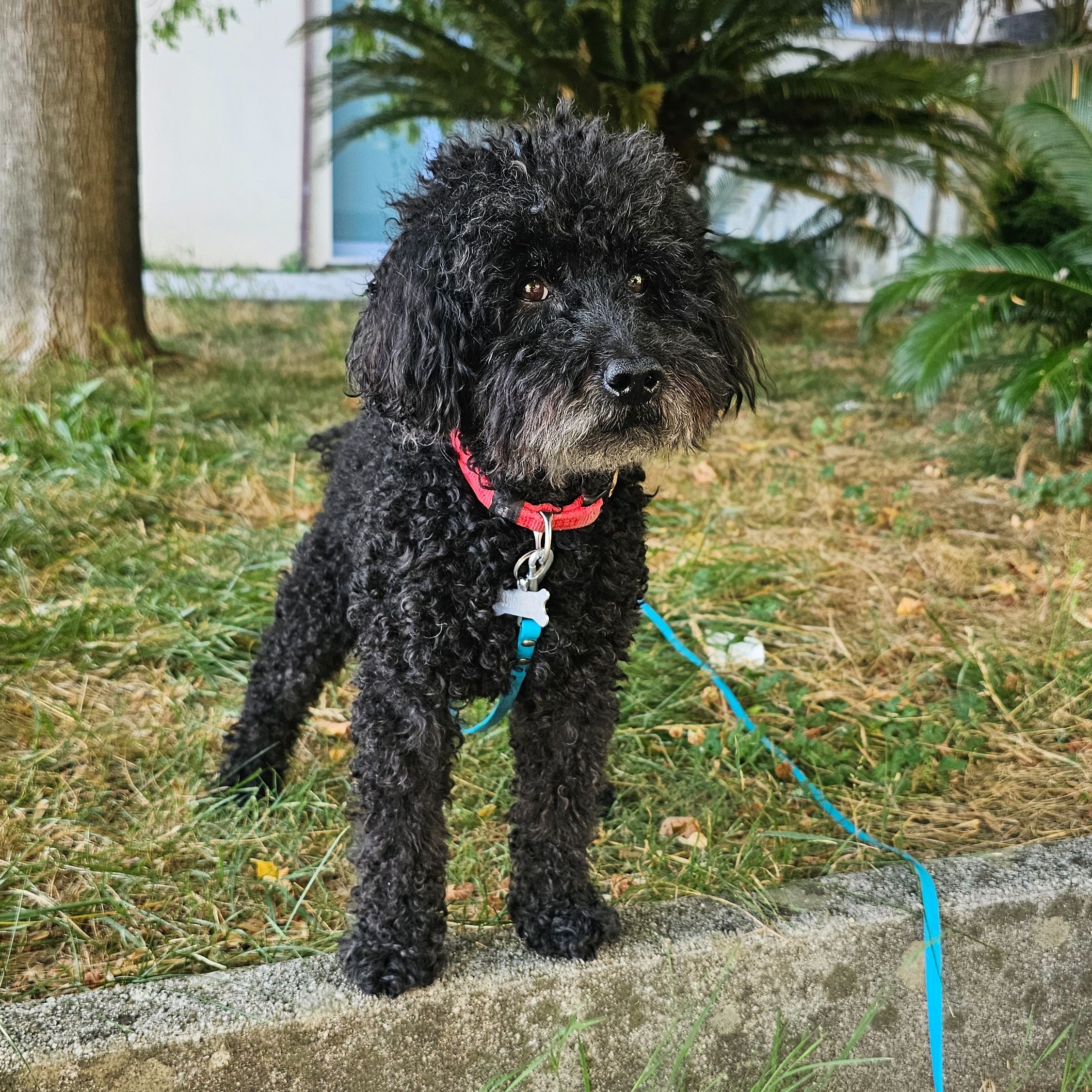 Charlie