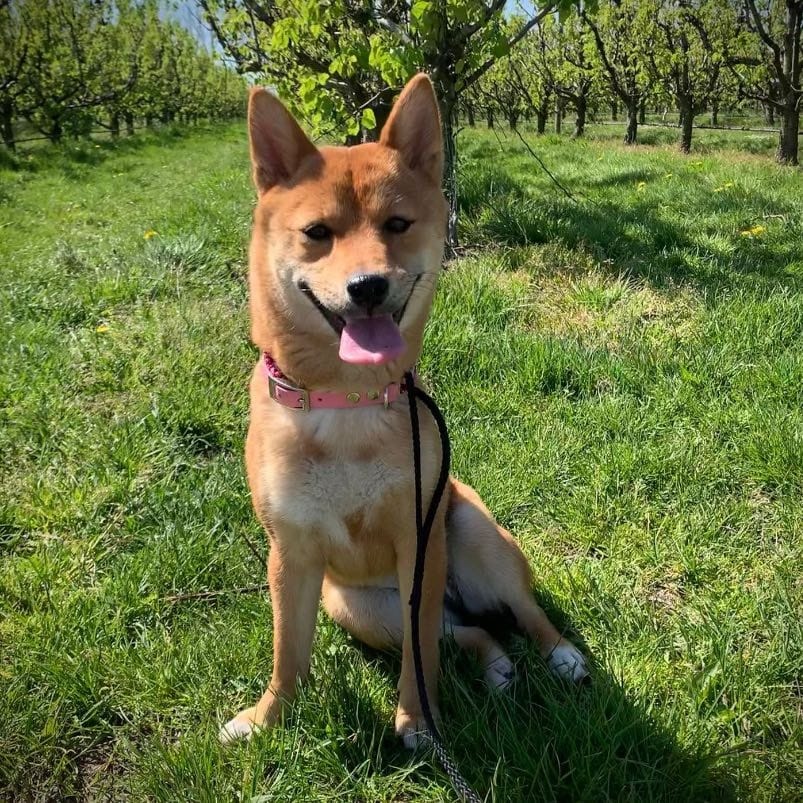 Ayka