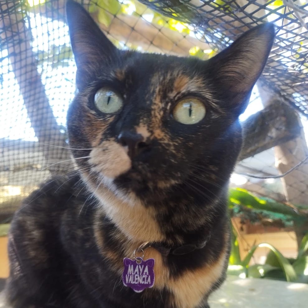 Maya