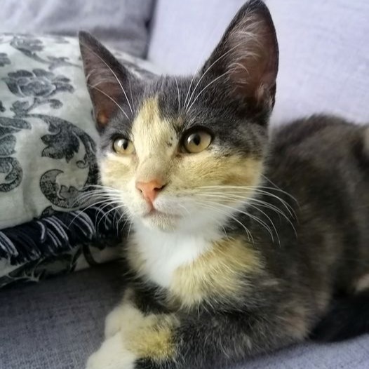 Pippi