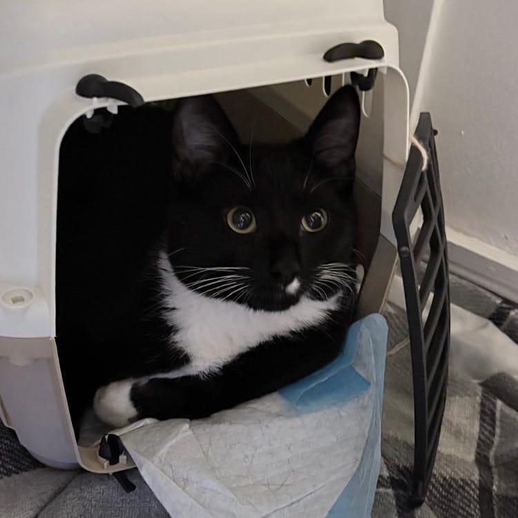Figaro