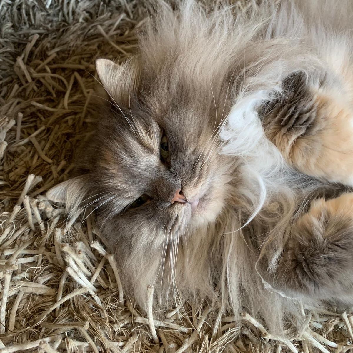 Misha