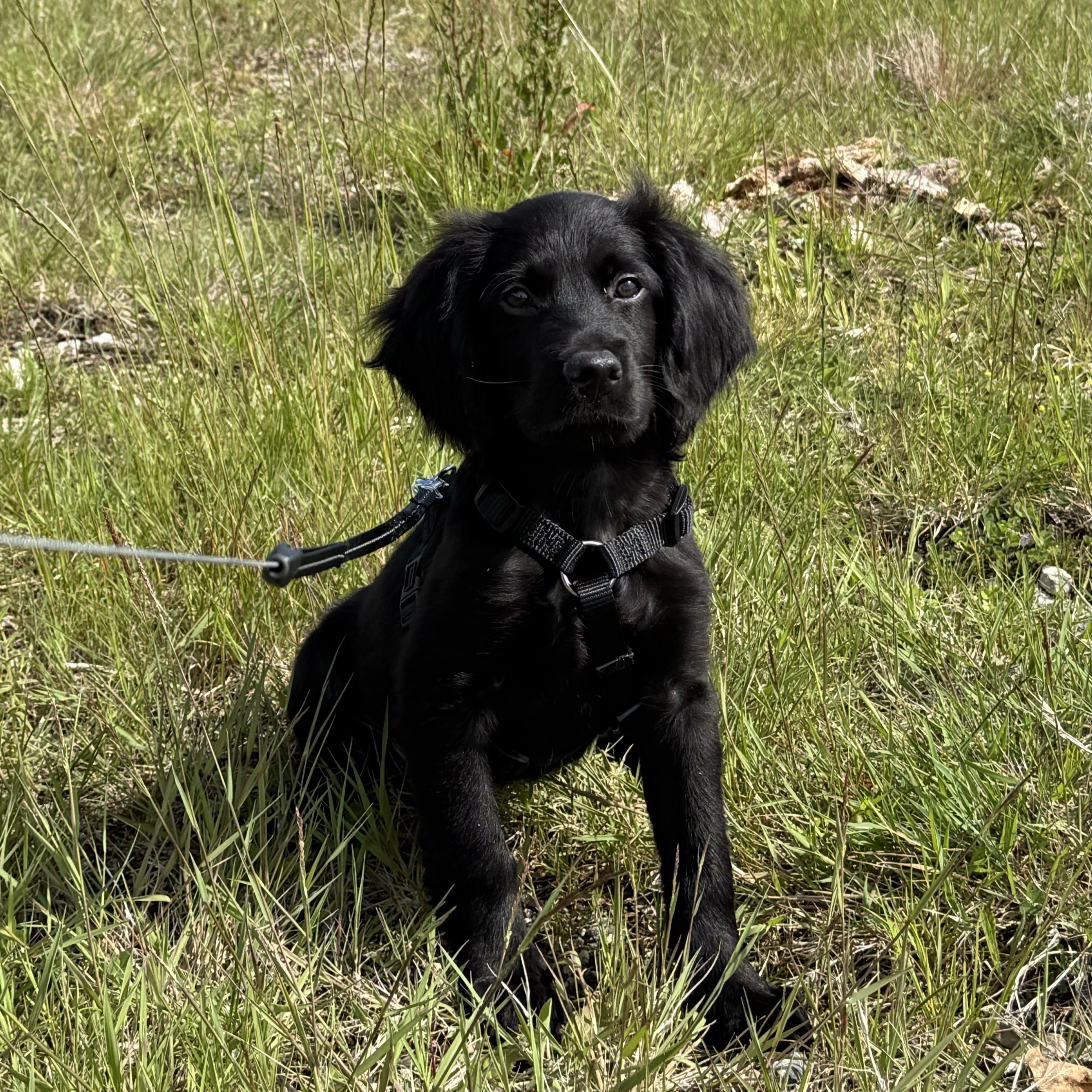 Charlie 