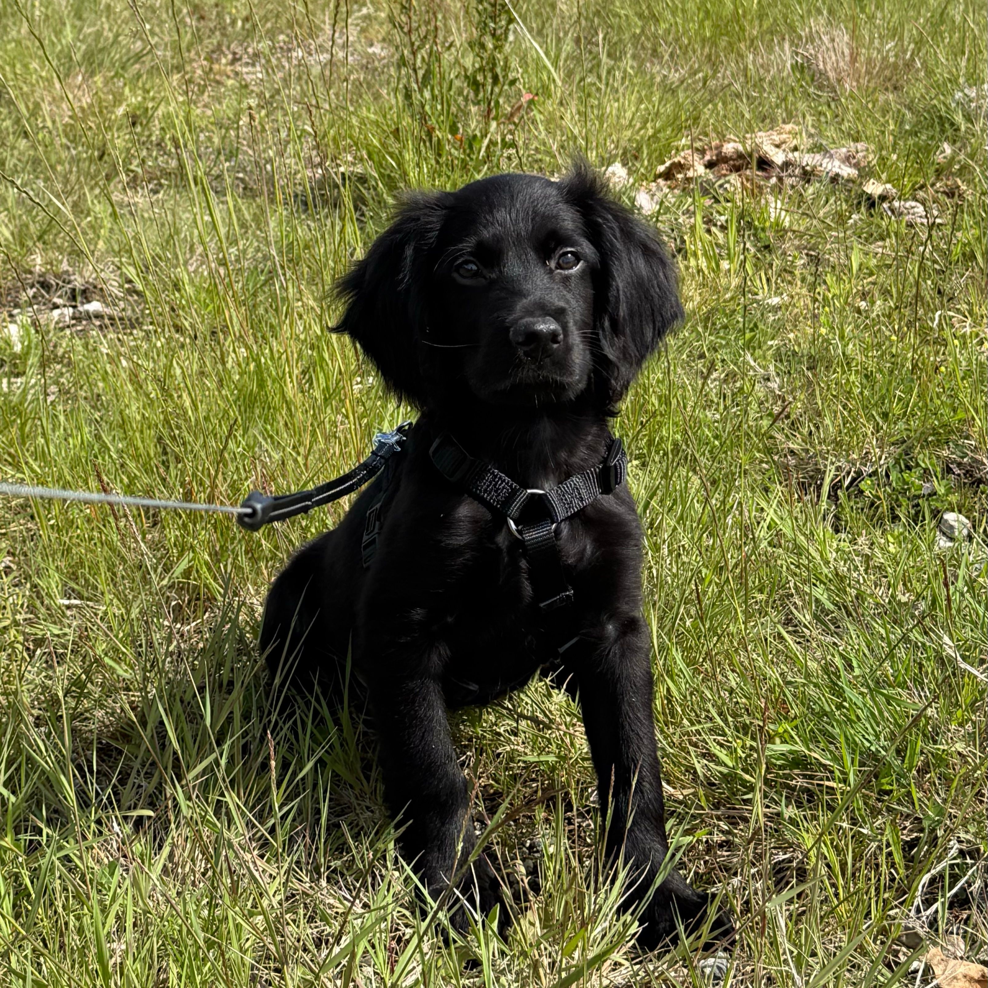 Charlie