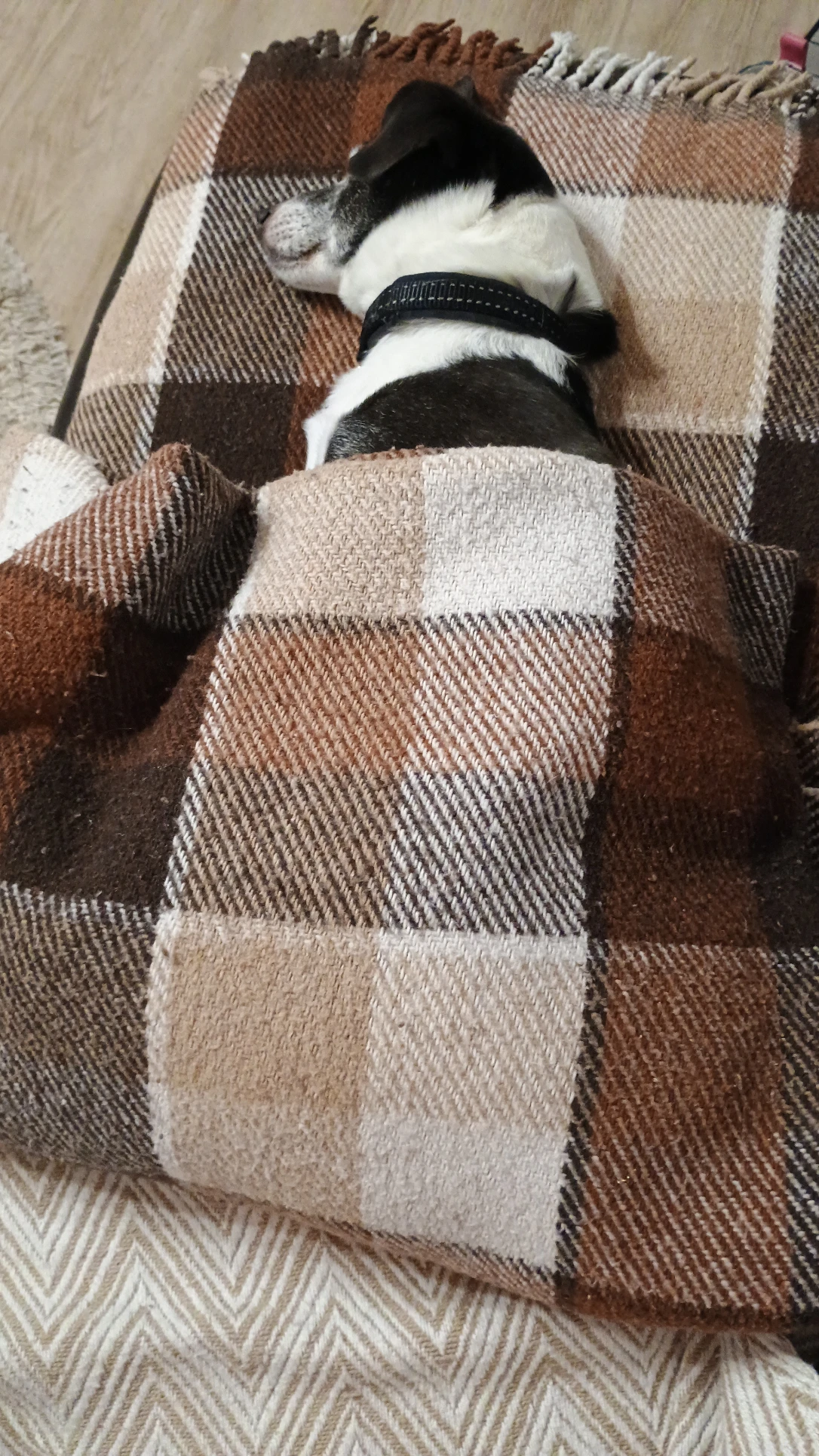 image-7