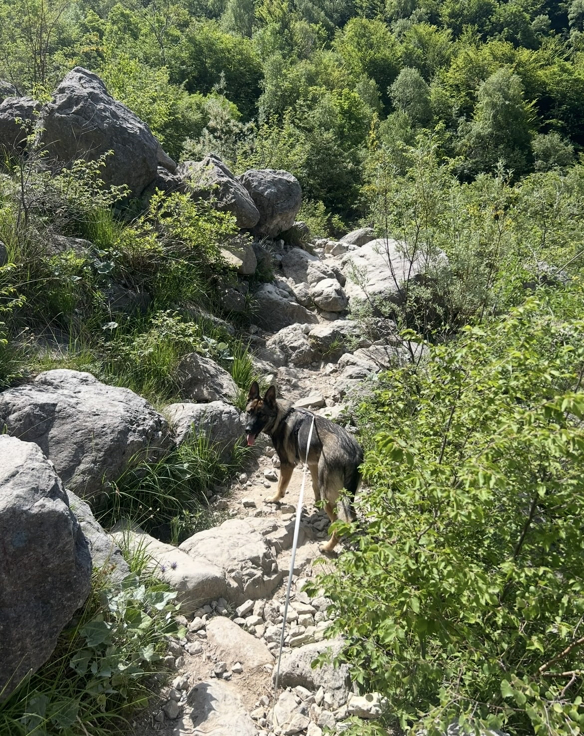 image-7
