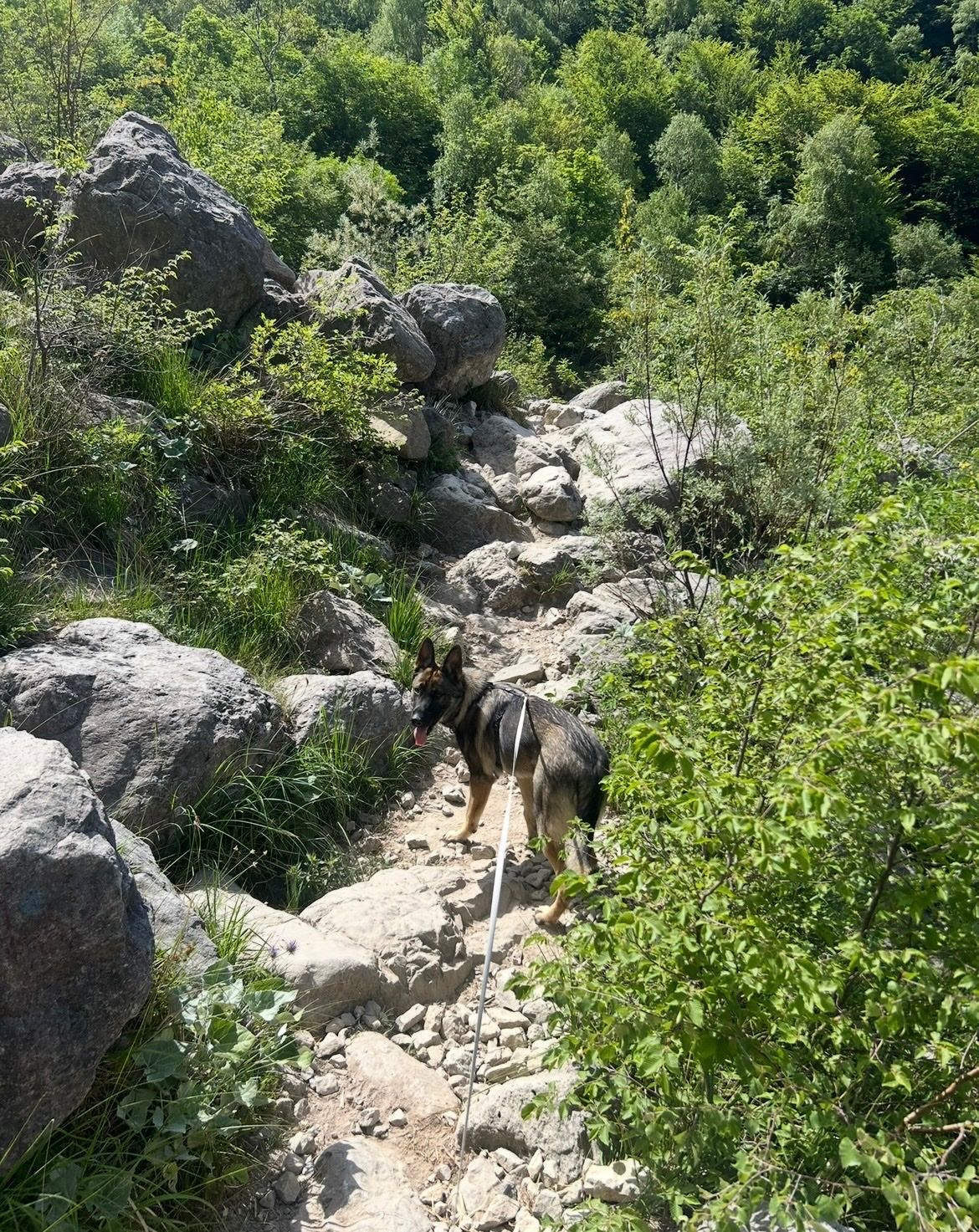 image-7