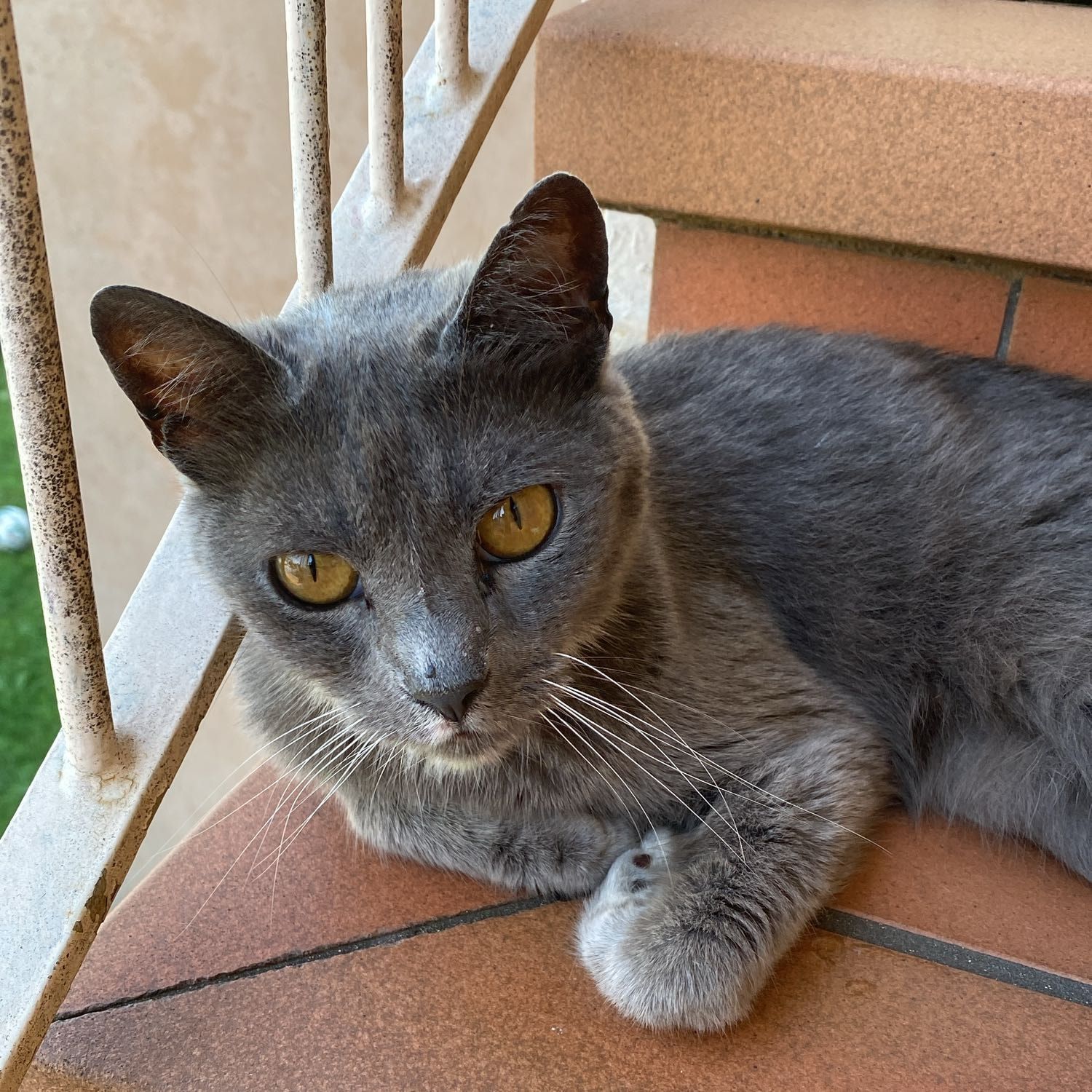 Lilli