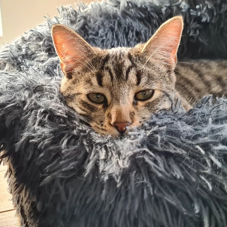 Ezio