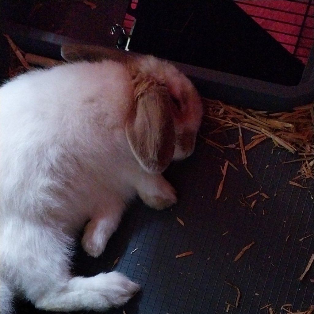 Flocon