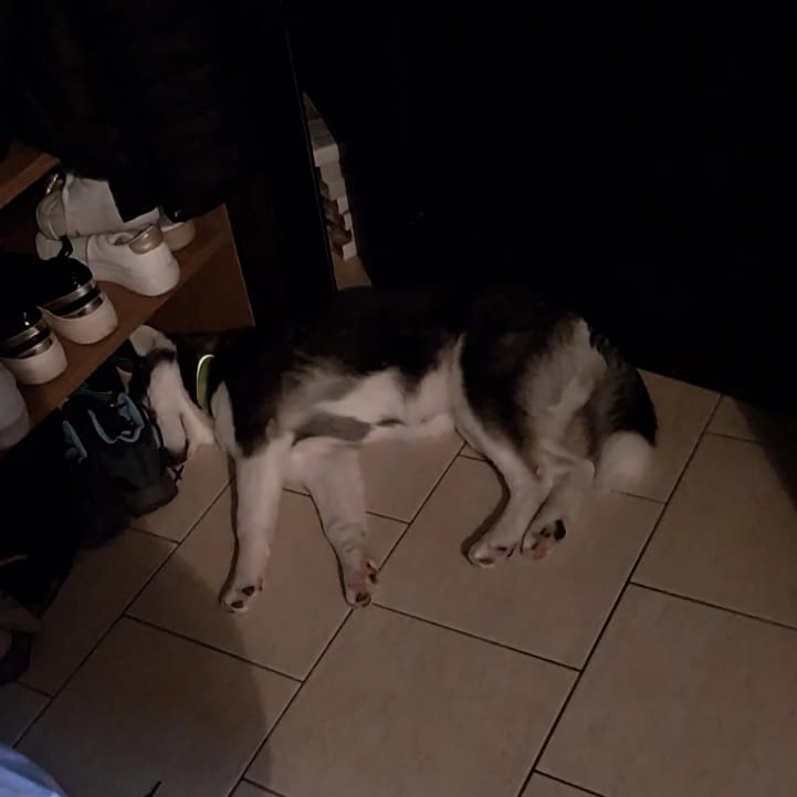 Bella