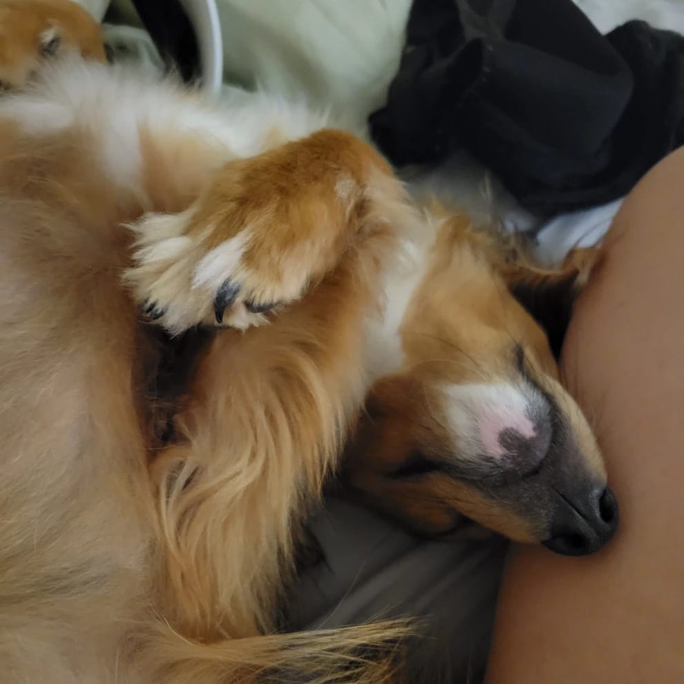 Bellatrix