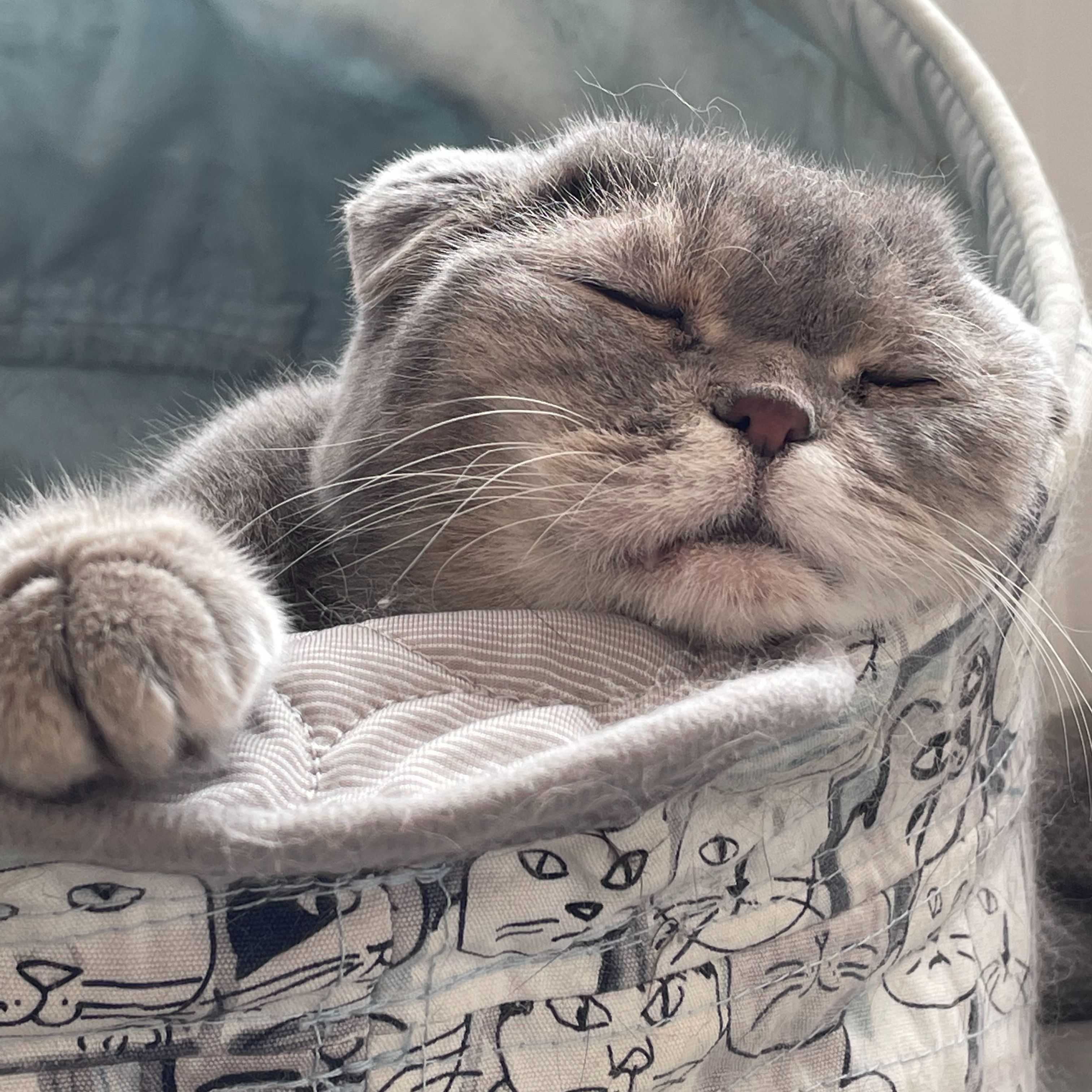 Bubu