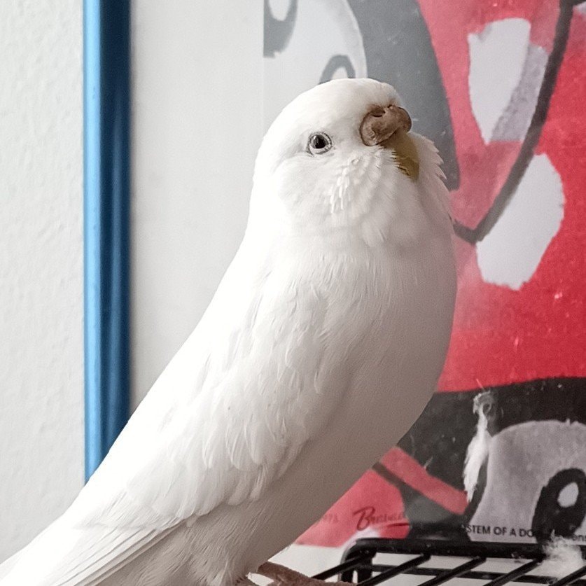 Babette
