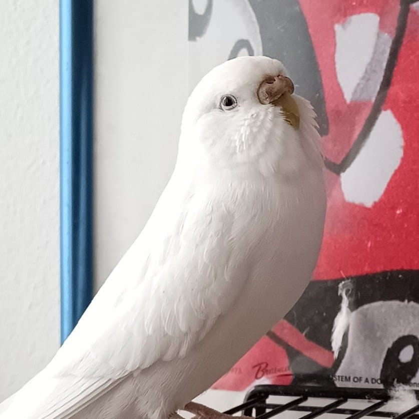Babette