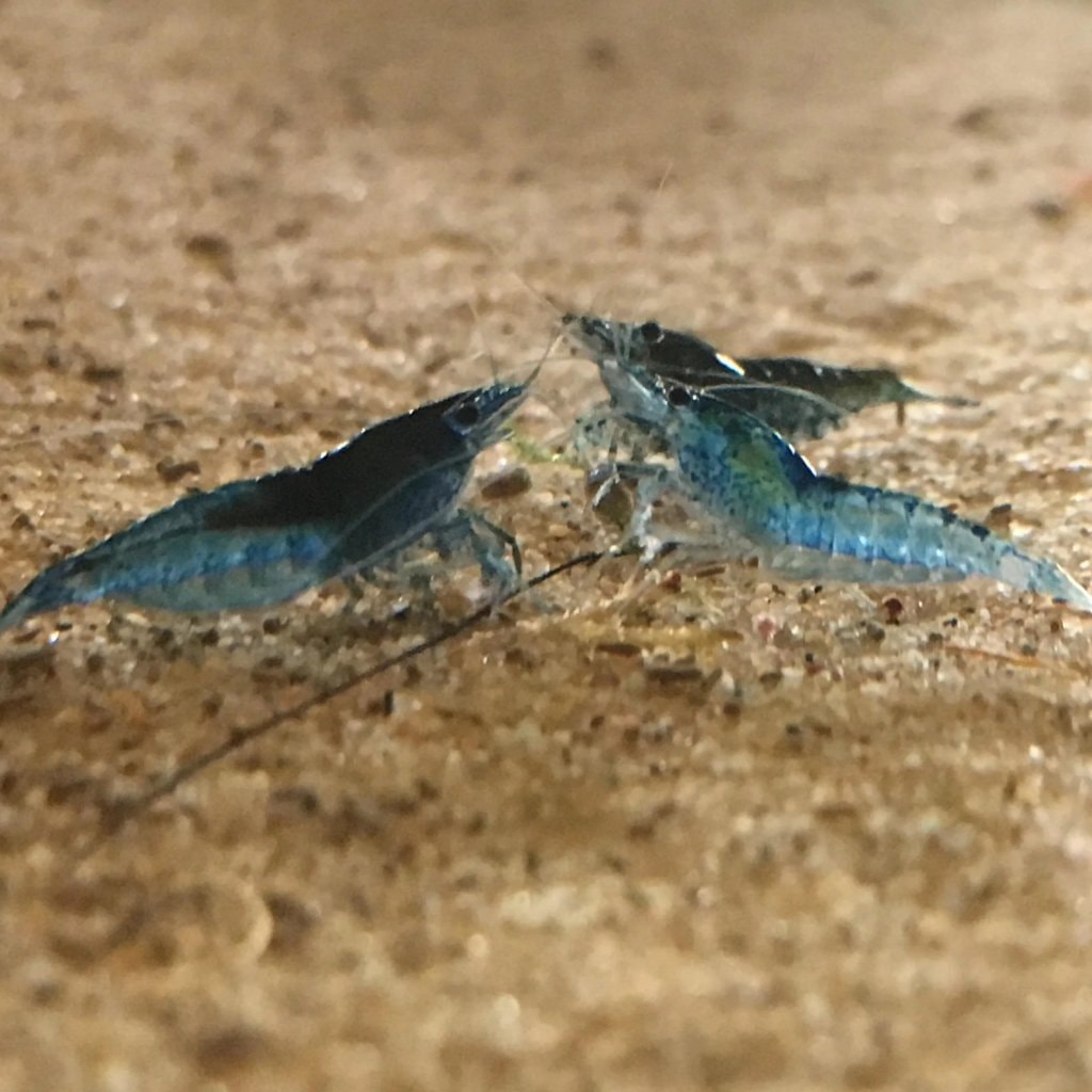 Neocaridina garnalen