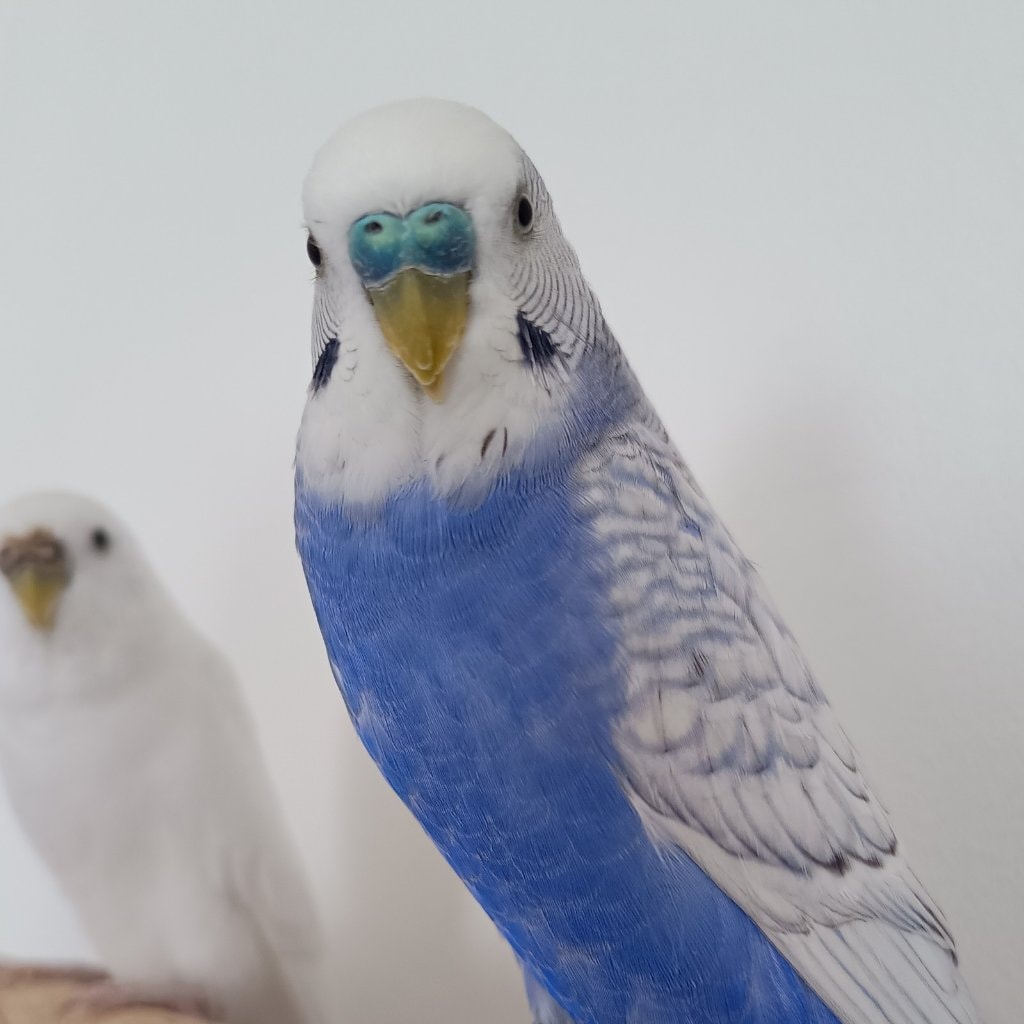 Boris
