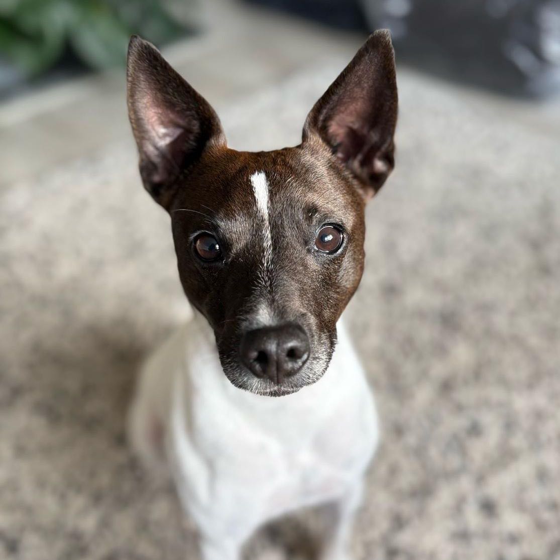 Nacho