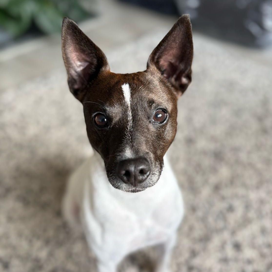 Nacho