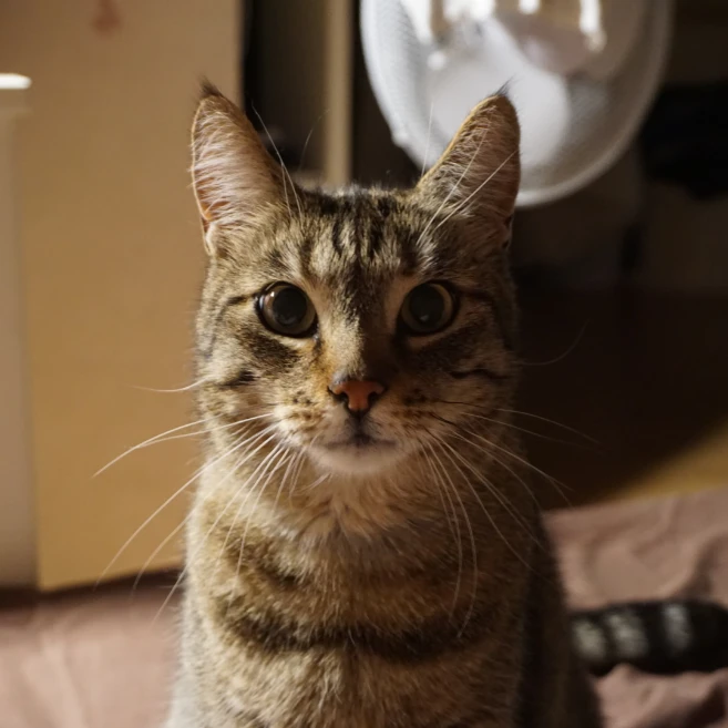 Kiko