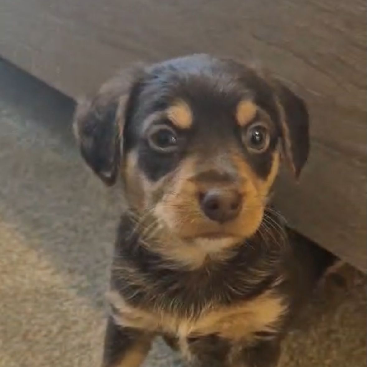 Kylo